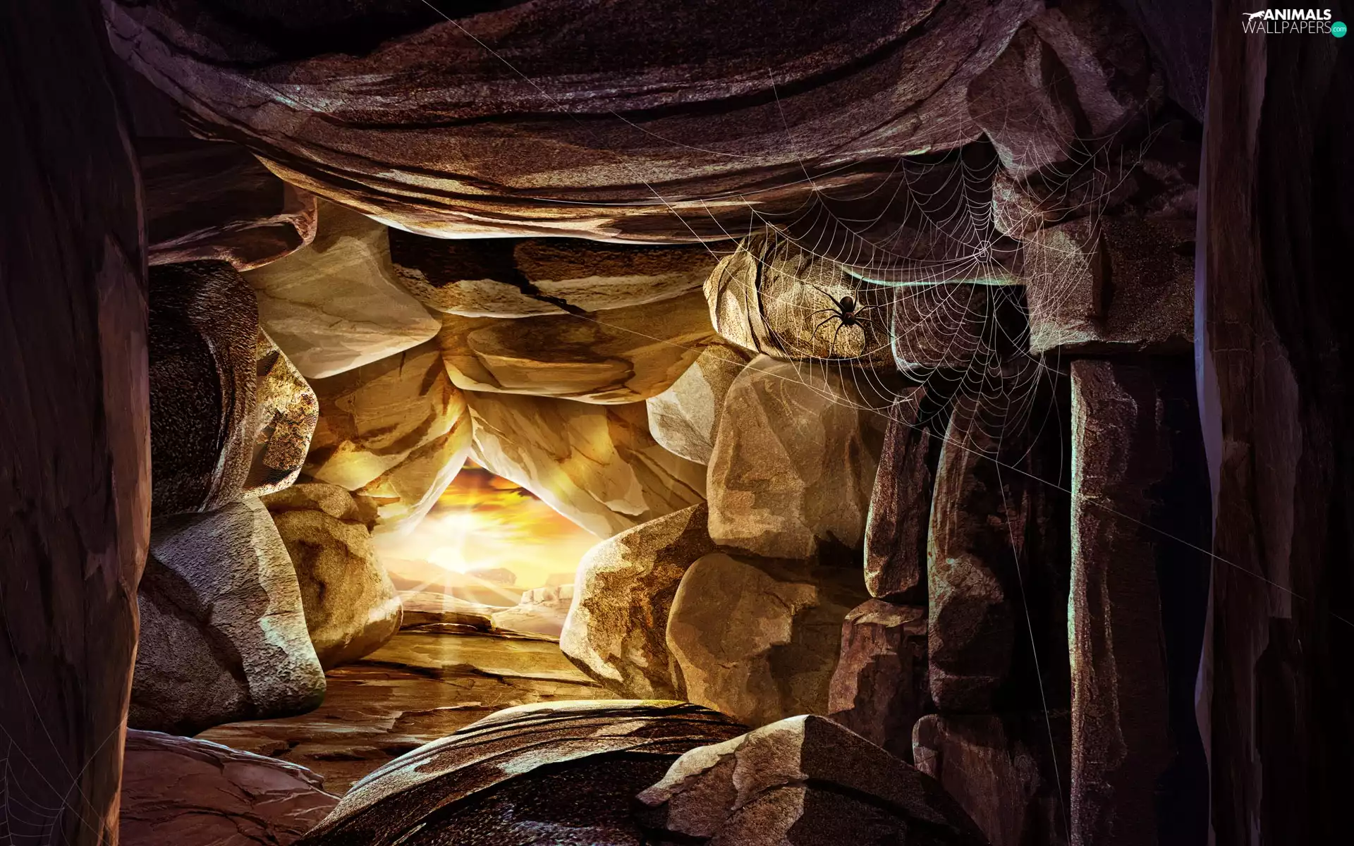 cave, Spider