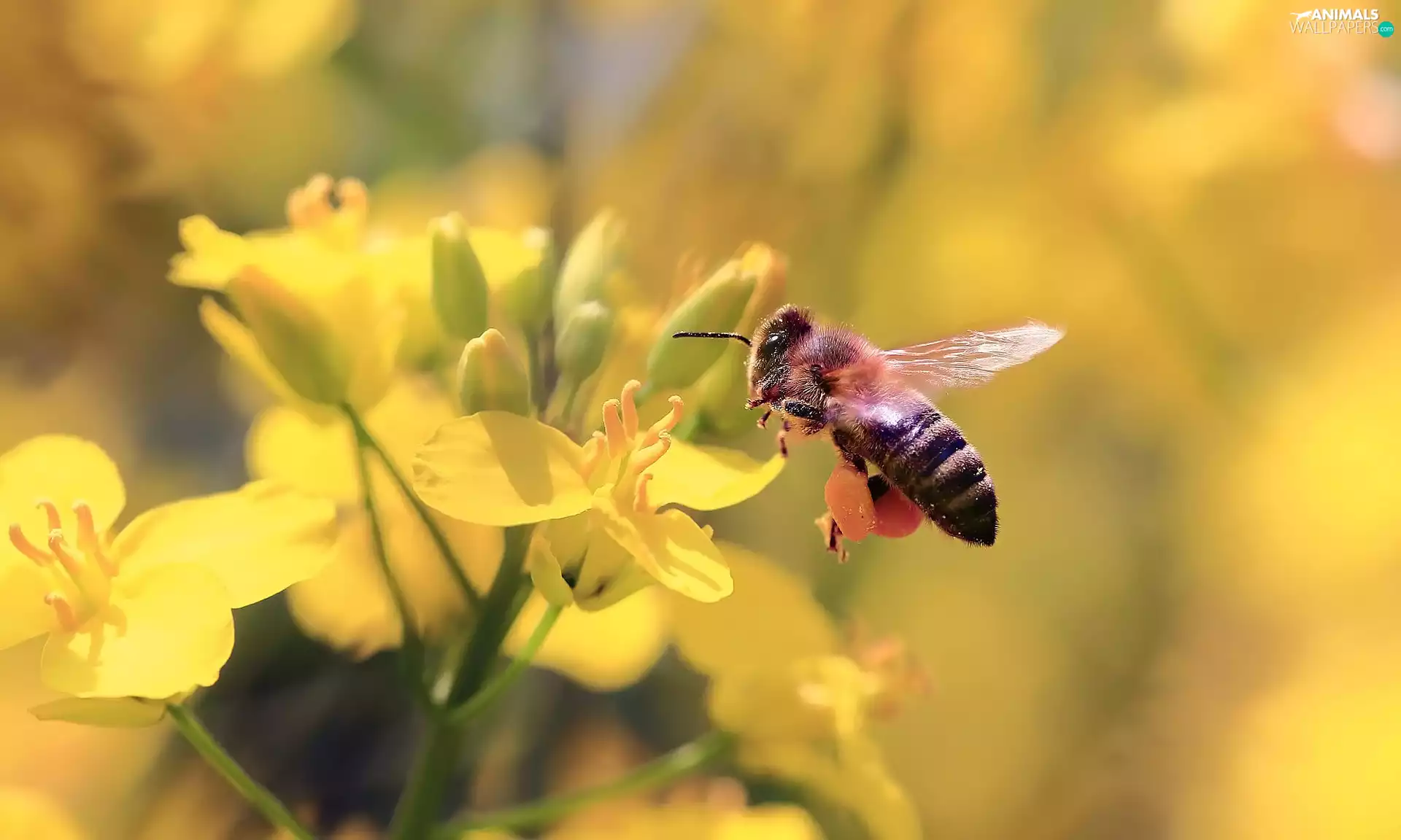 Flowers, bee, Bokeh, Celandine