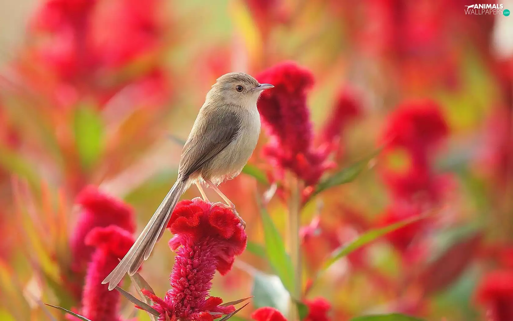 Bird, Colourfull Flowers, Celosia, Long-tailed Tit