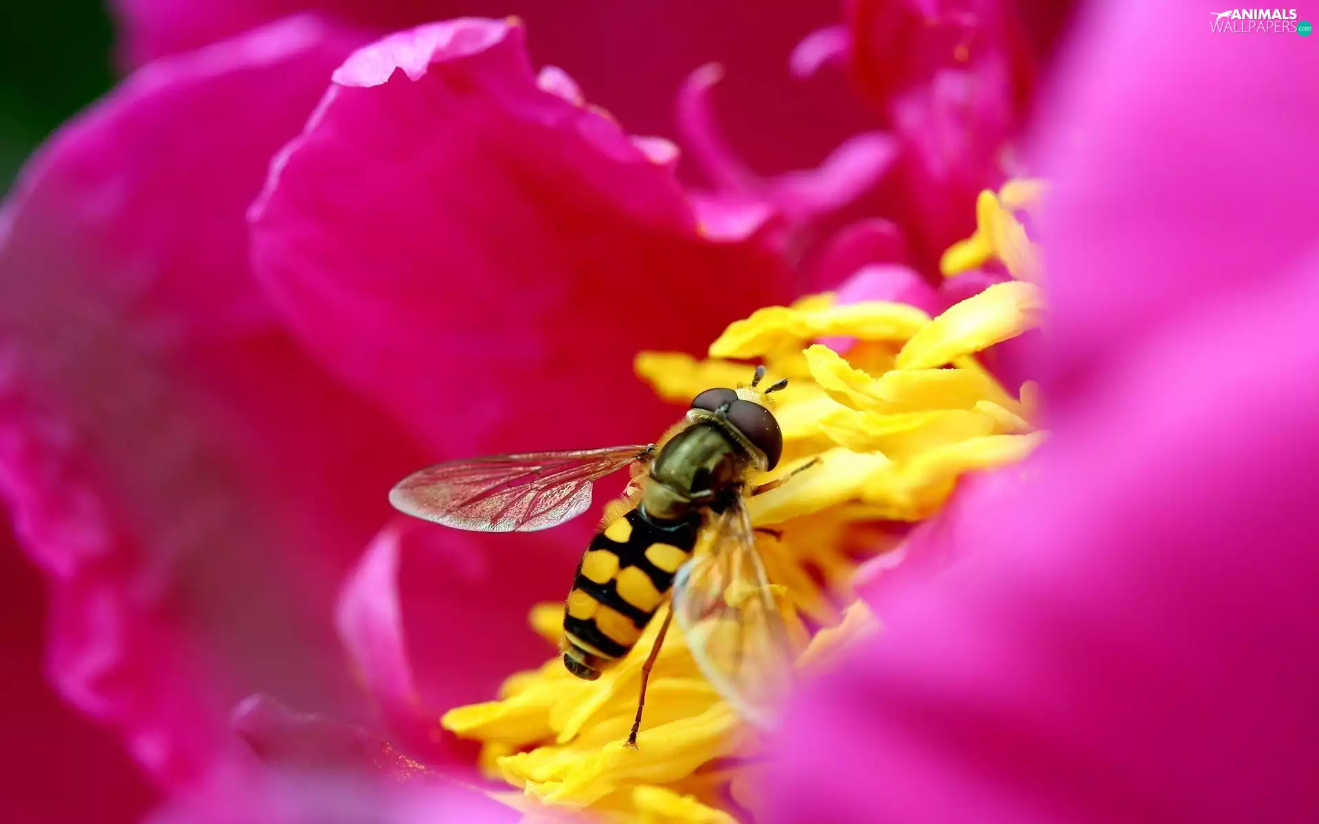 bee, pink, flower, Centre