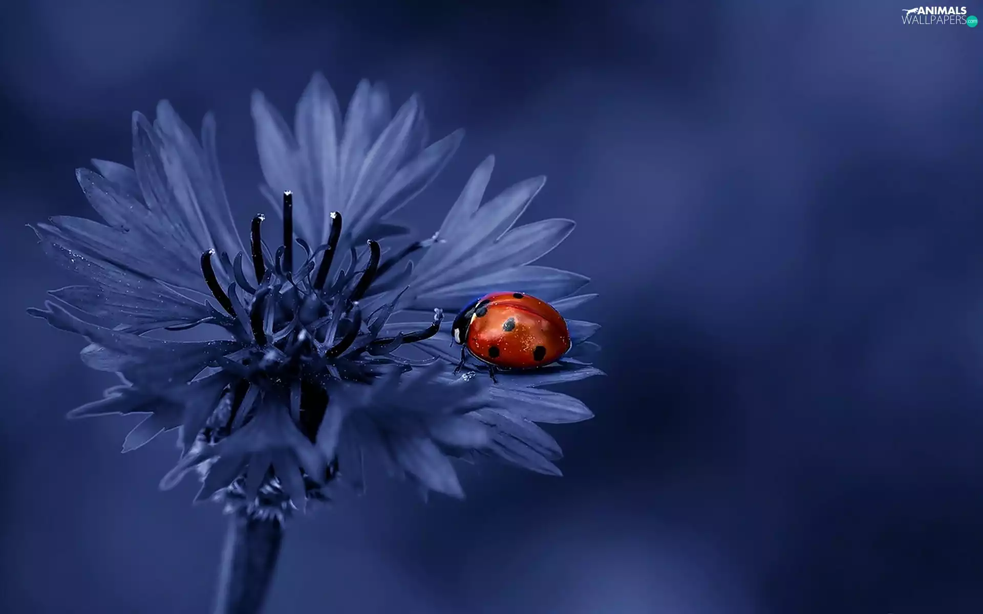 Chaber, ladybird