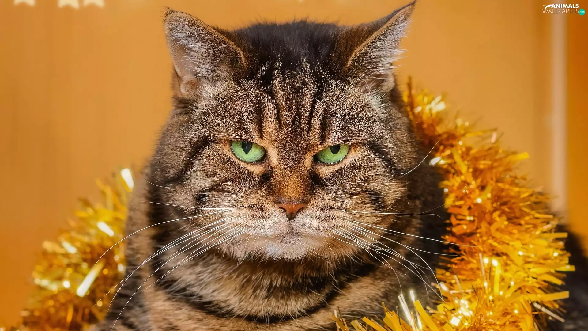 cat, lying, Eyes, chain, green ones, dun