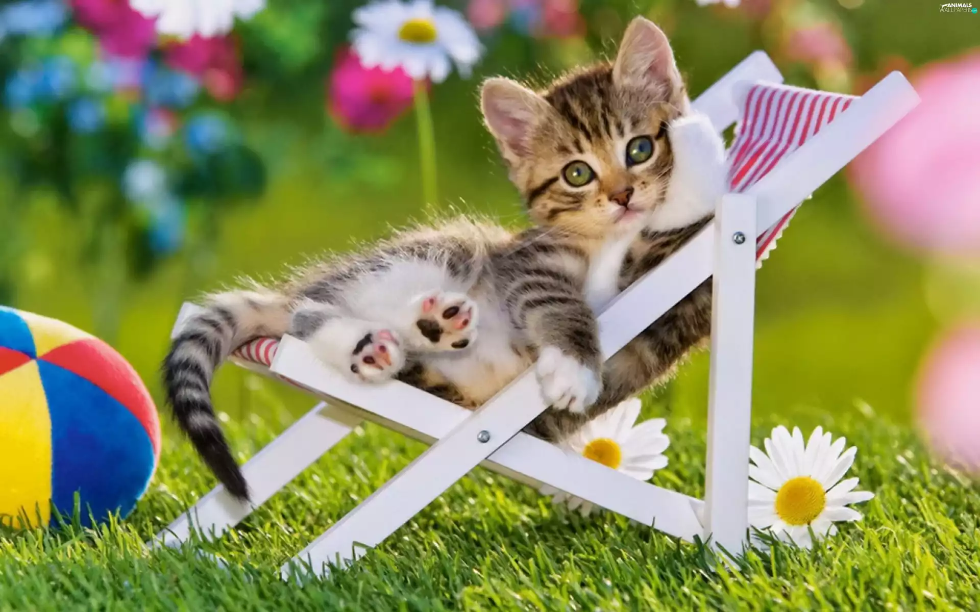 Beach, Meadow, hammock chair, Ball, cat