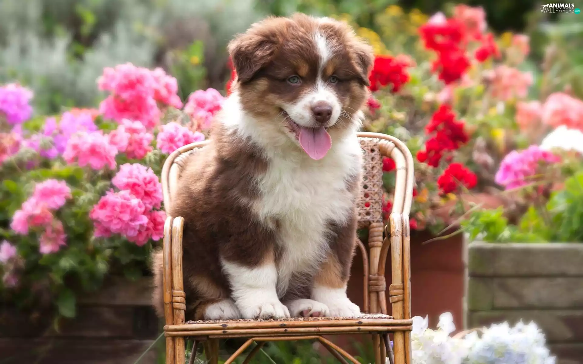Flowers, Australian Shepherd, Chair