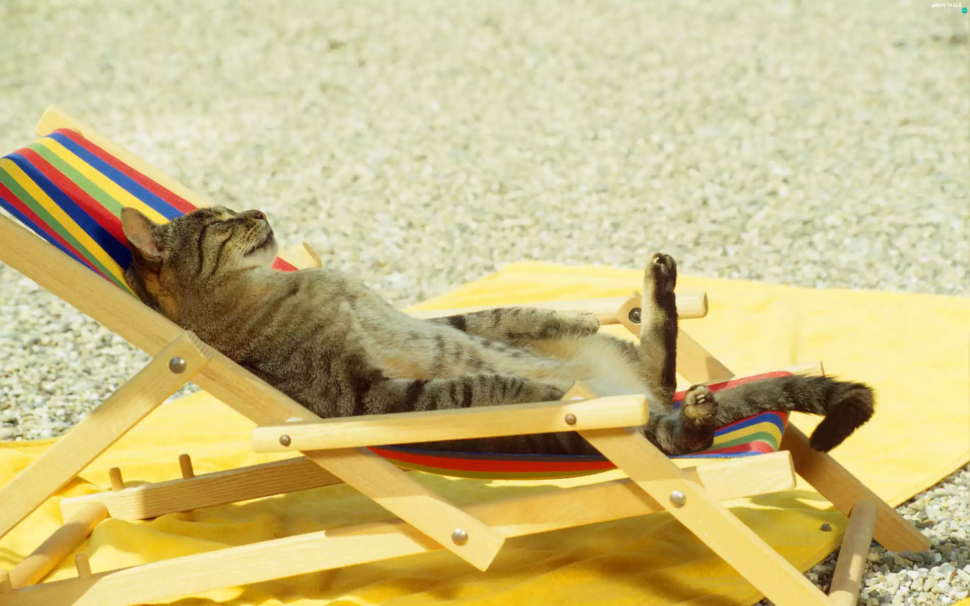 holiday, cat, hammock chair
