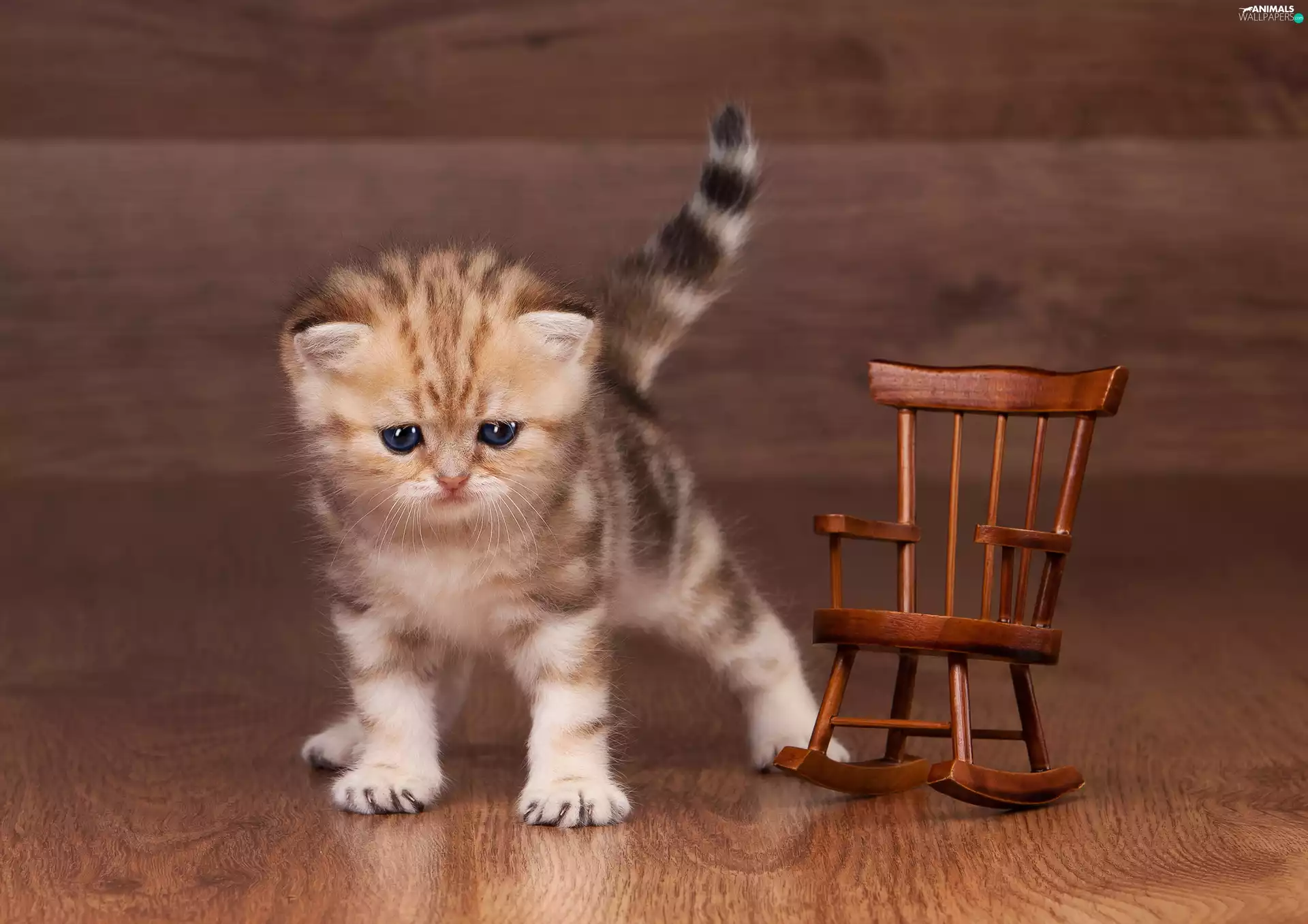 Chair, small, kitten
