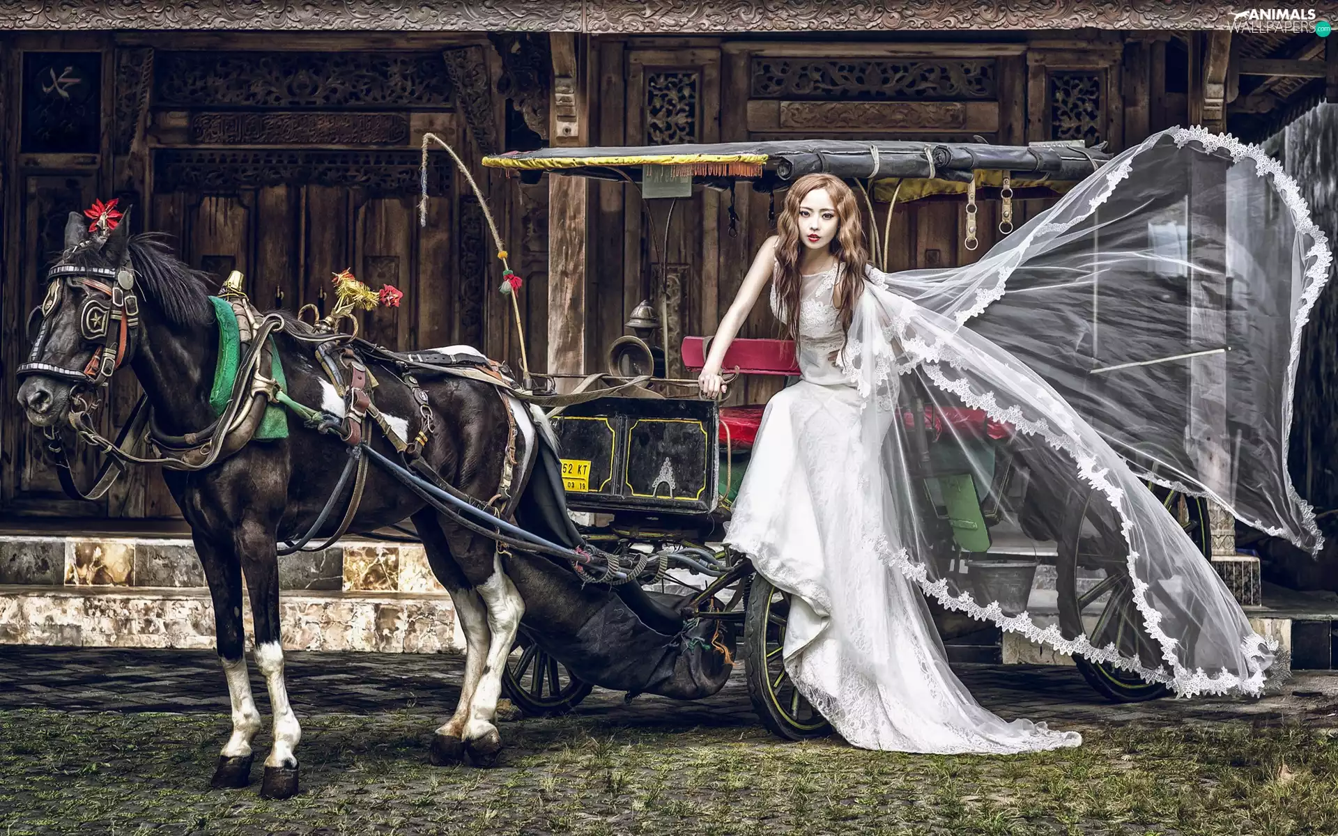 young, marriage, Horse, chaise, Women, lady