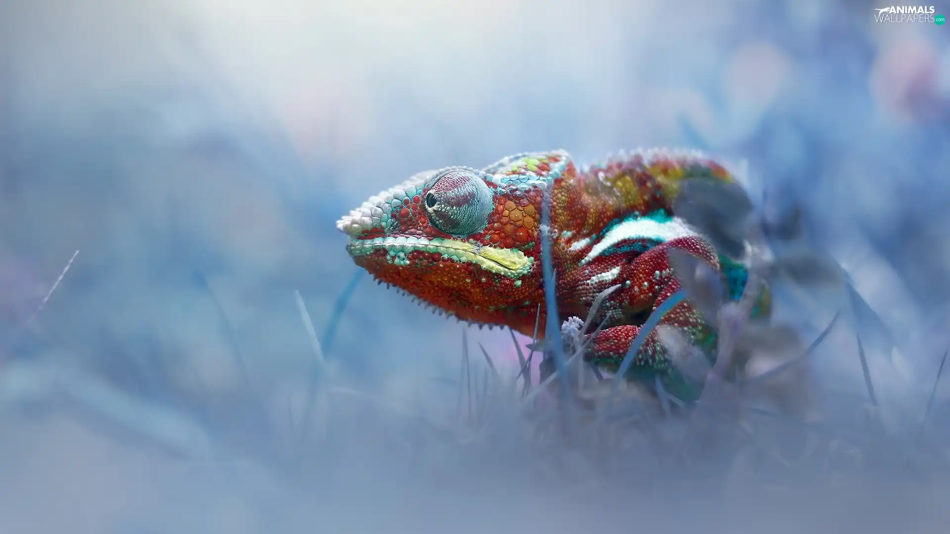 Panther Chameleon, fuzzy, background, Plants
