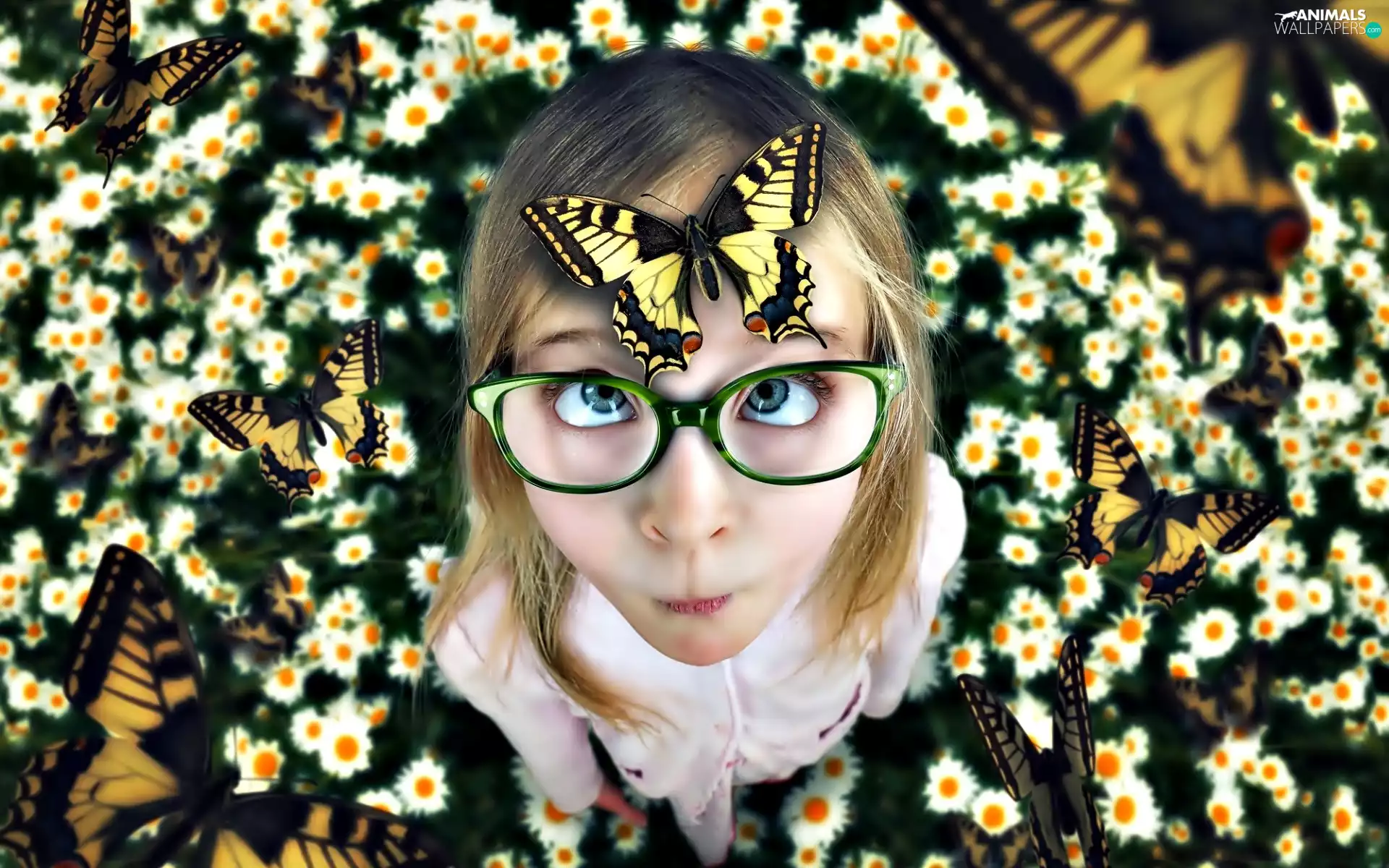 look, girl, butterflies, chamomile, Glasses, face