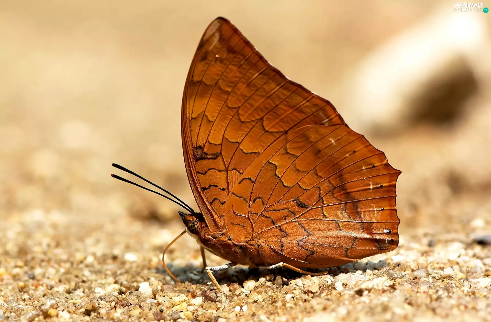 Brown, Charaxes marmax, Sand, butterfly