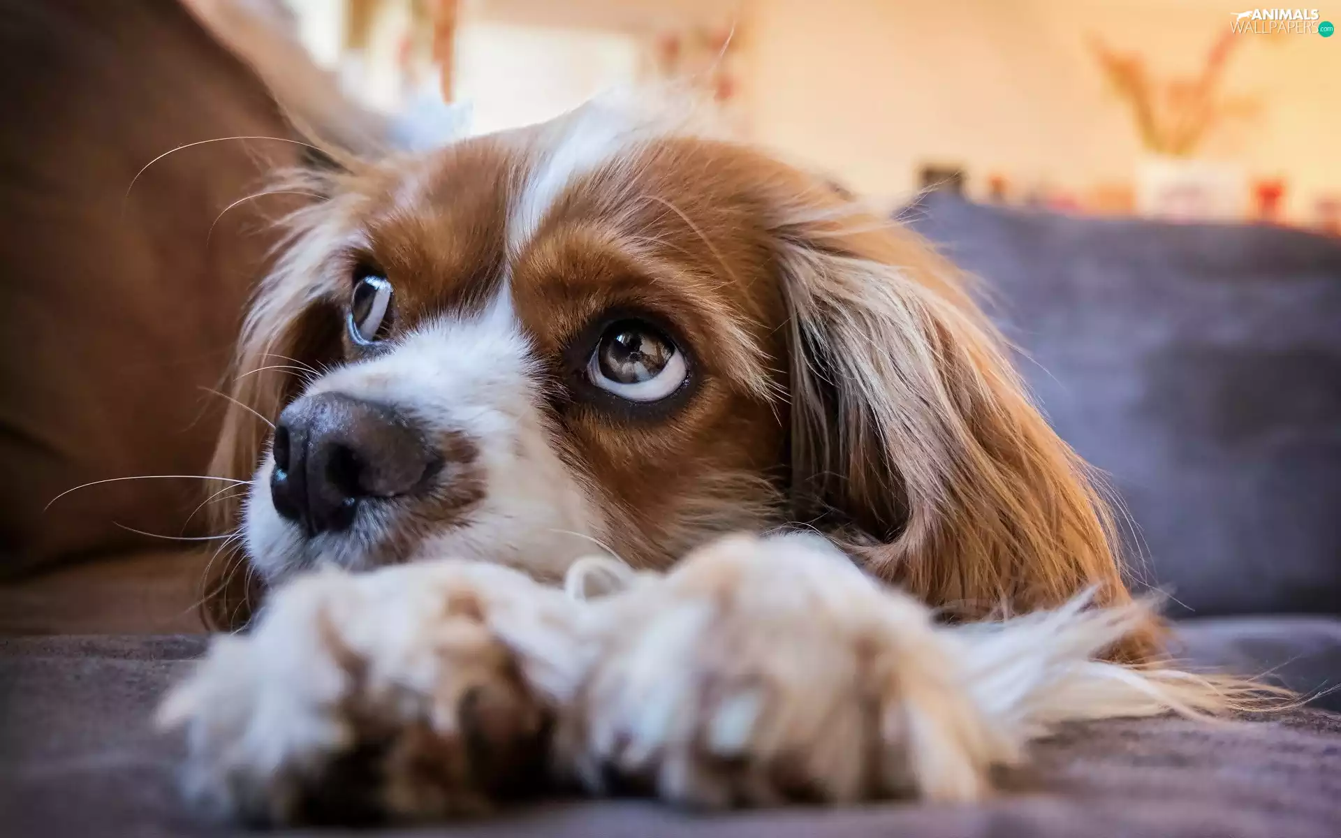dog, Cavalier King Charles spaniel, rapprochement, Puppy