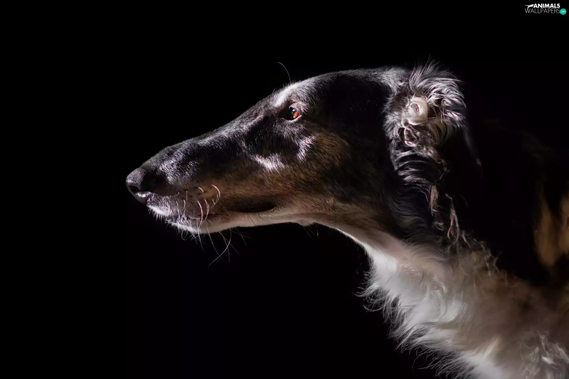 Borzoi, dog, Russian Chart