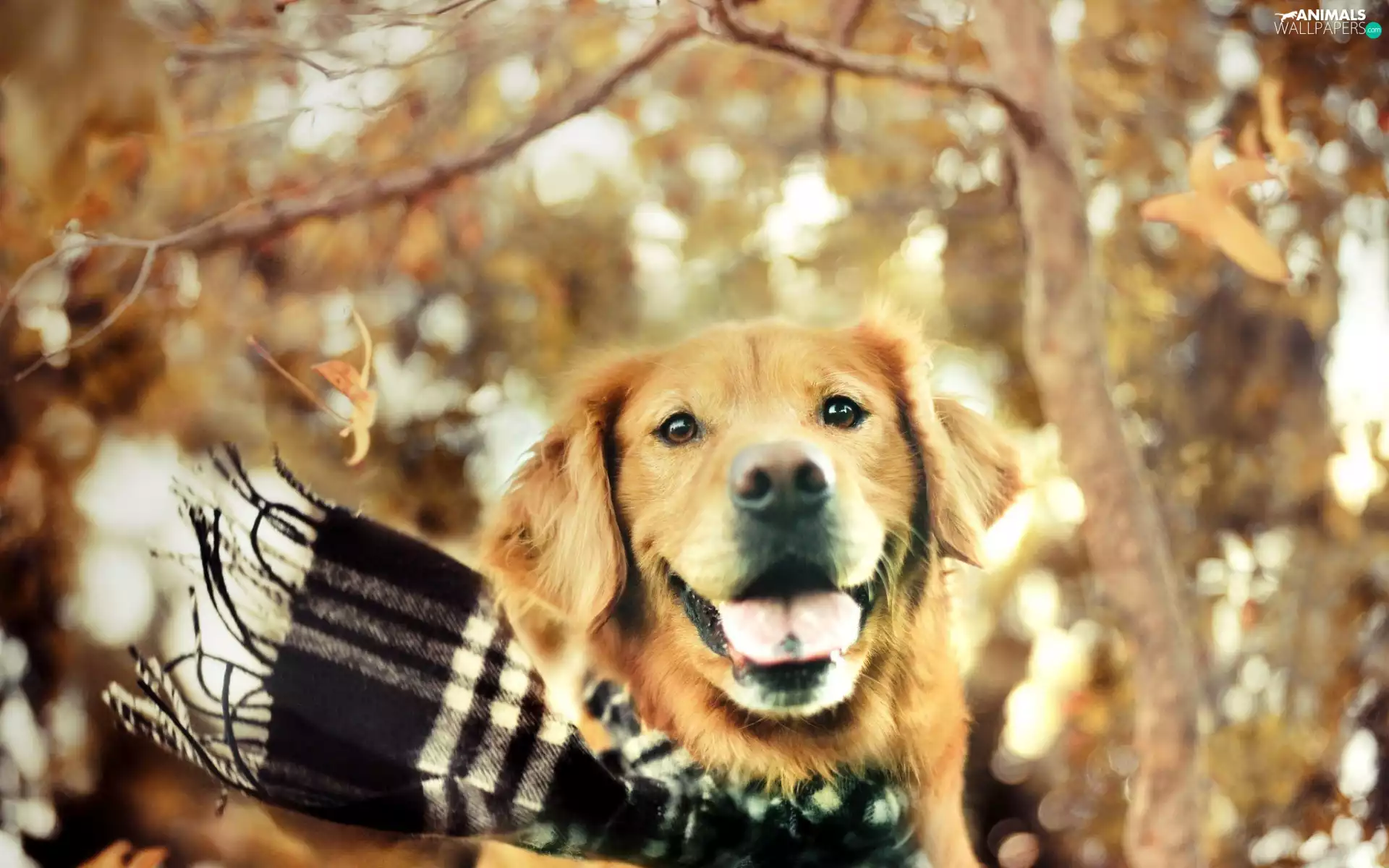 retriever, autumn, ##, Checked, Scarf, golden