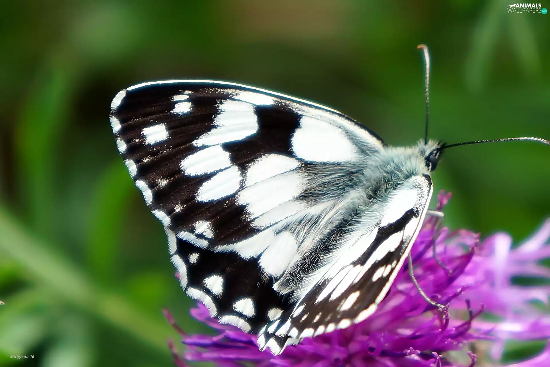 Marbled, checkerboard, sitter, butterfly, Insect