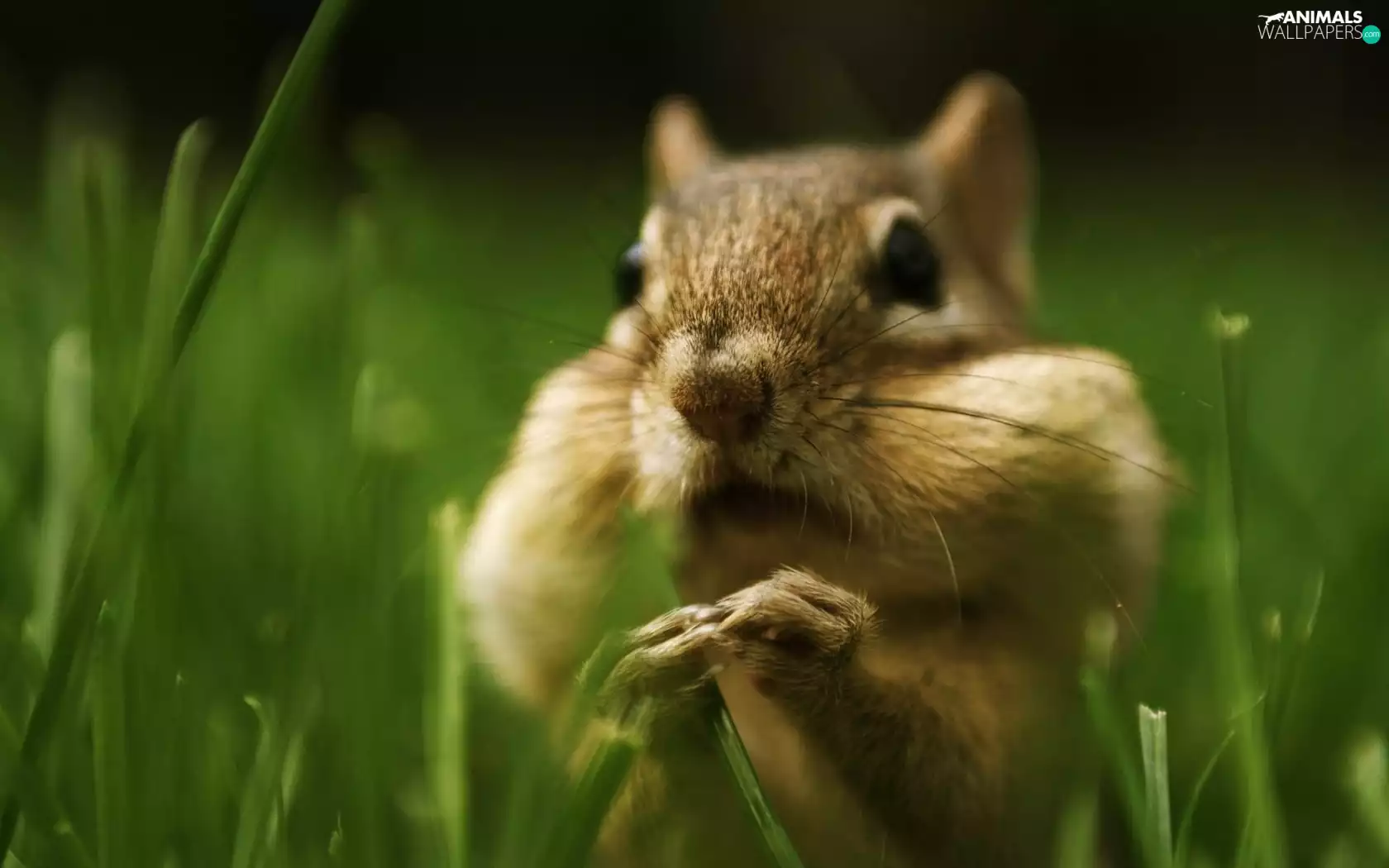 cheeks, squirrel, full