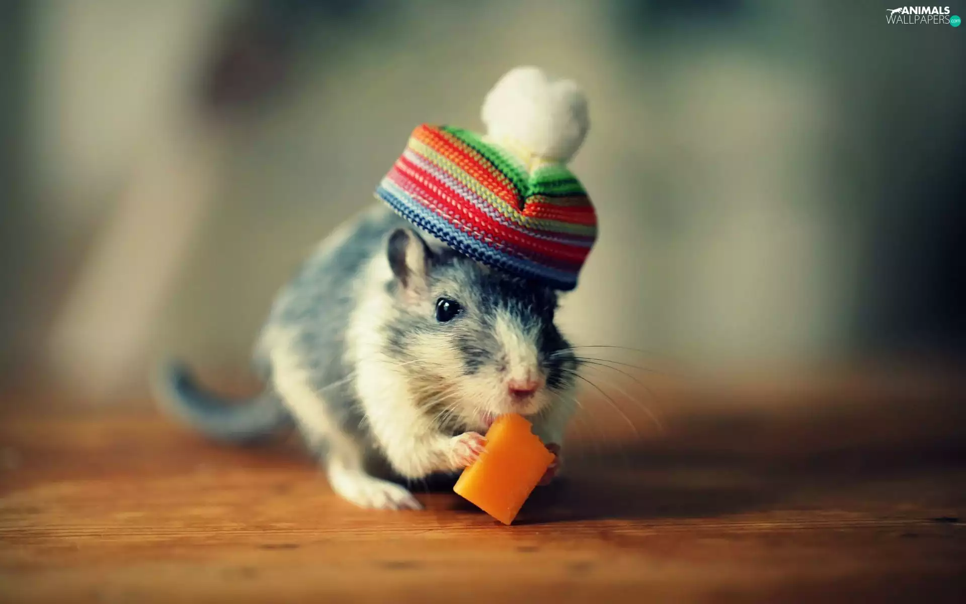 cheese, Gerbil, Hat