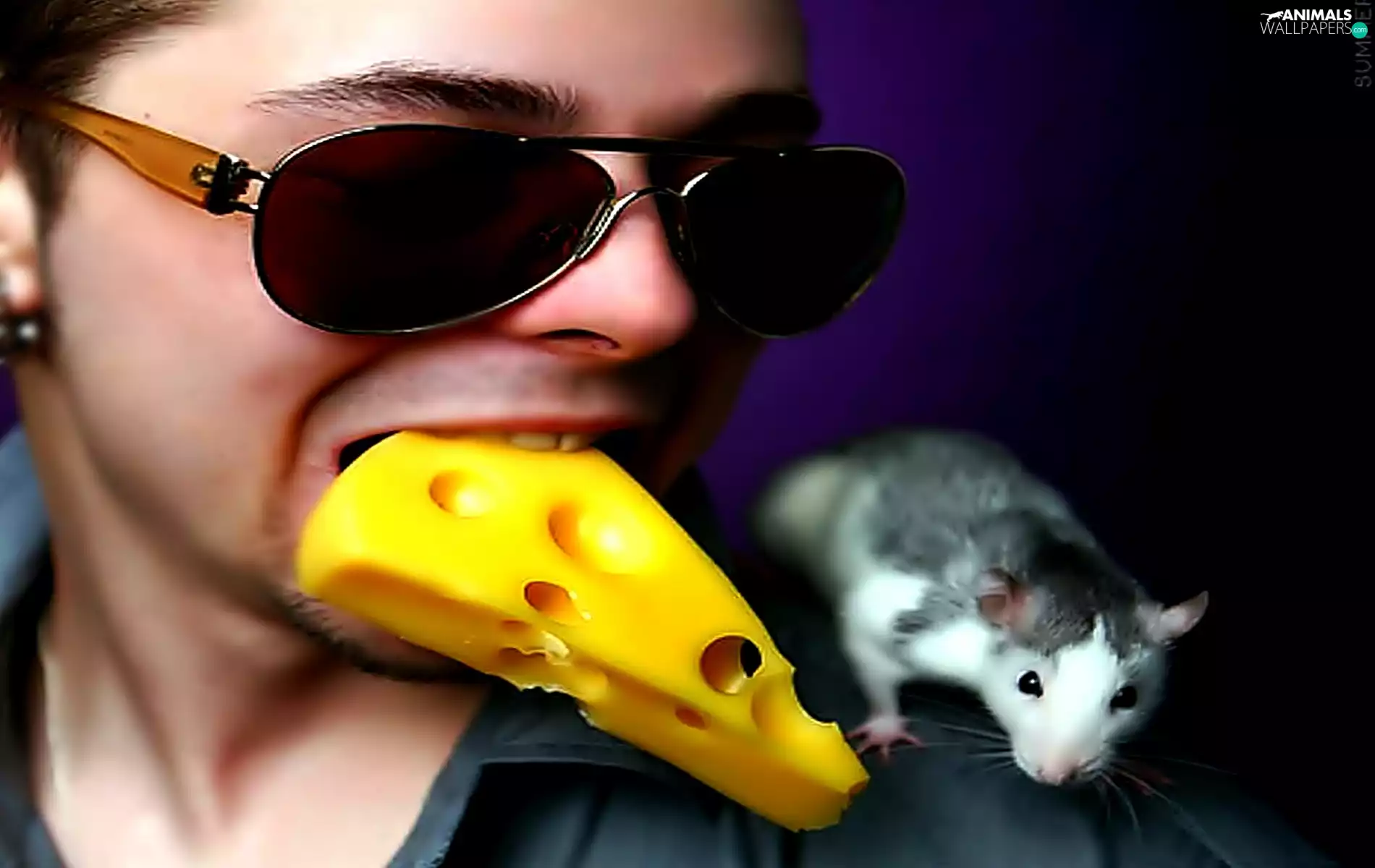 rat, a man, cheese