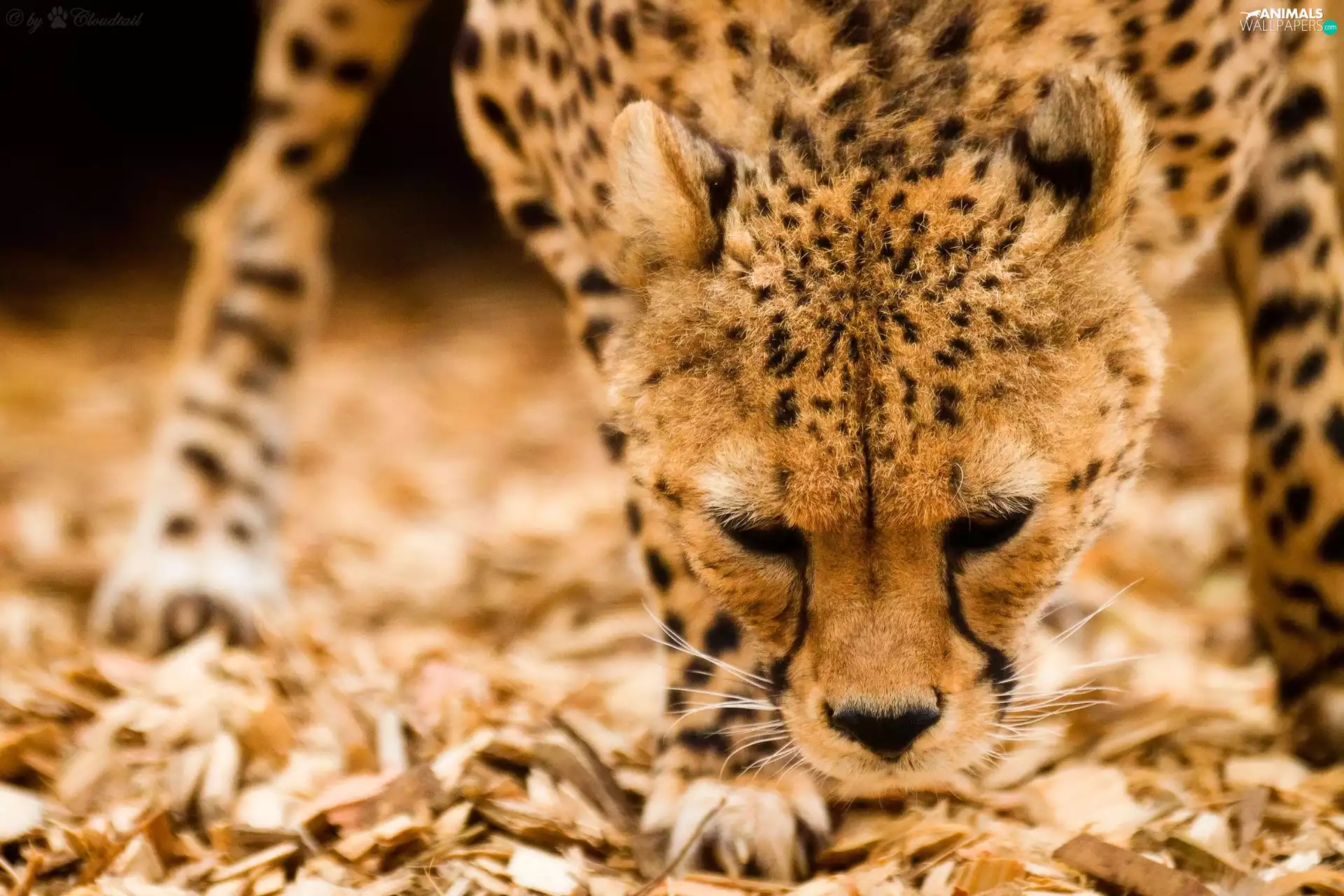 Cheetah