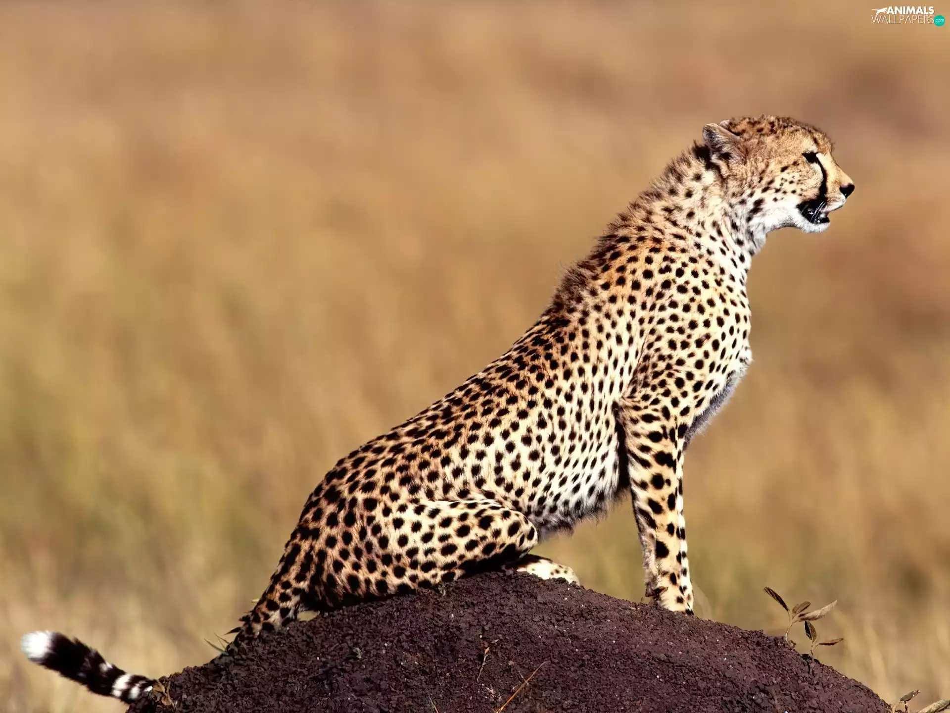 Cheetah