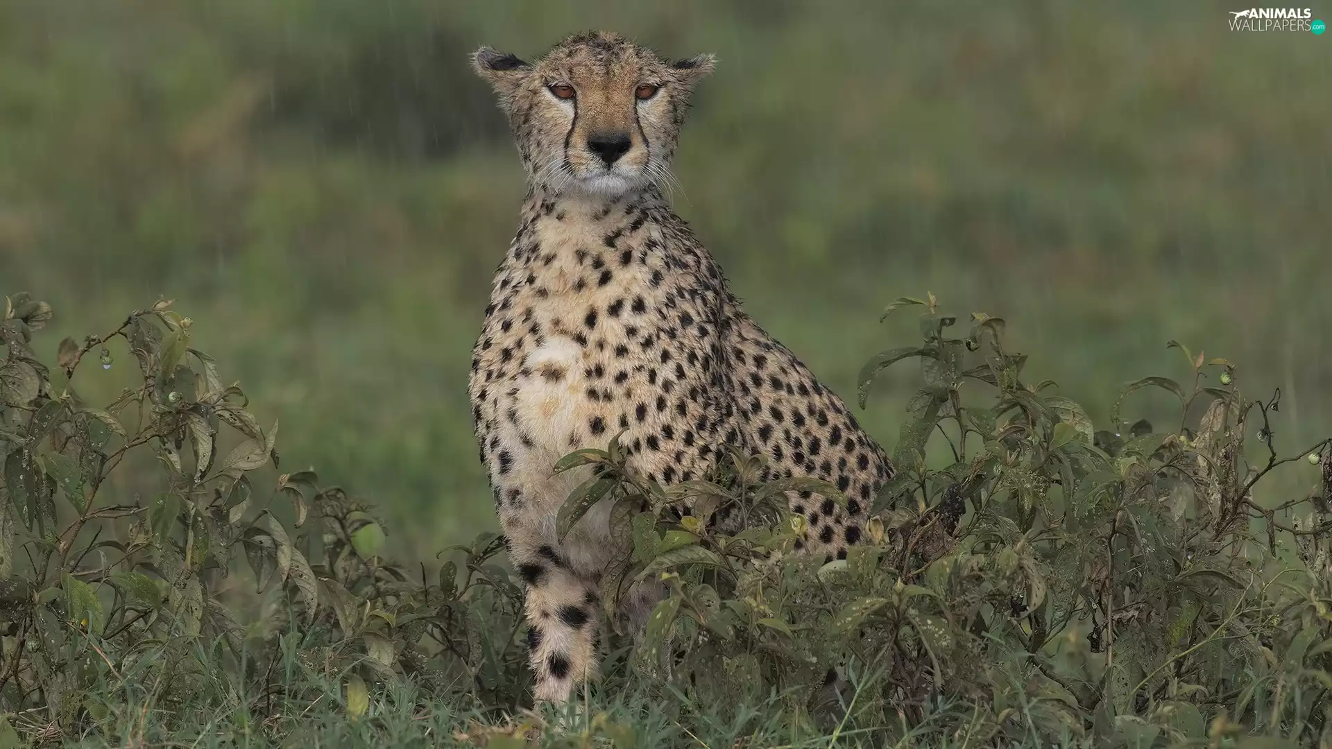 Plants, cat, background, Cheetah, wild, fuzzy, Rain