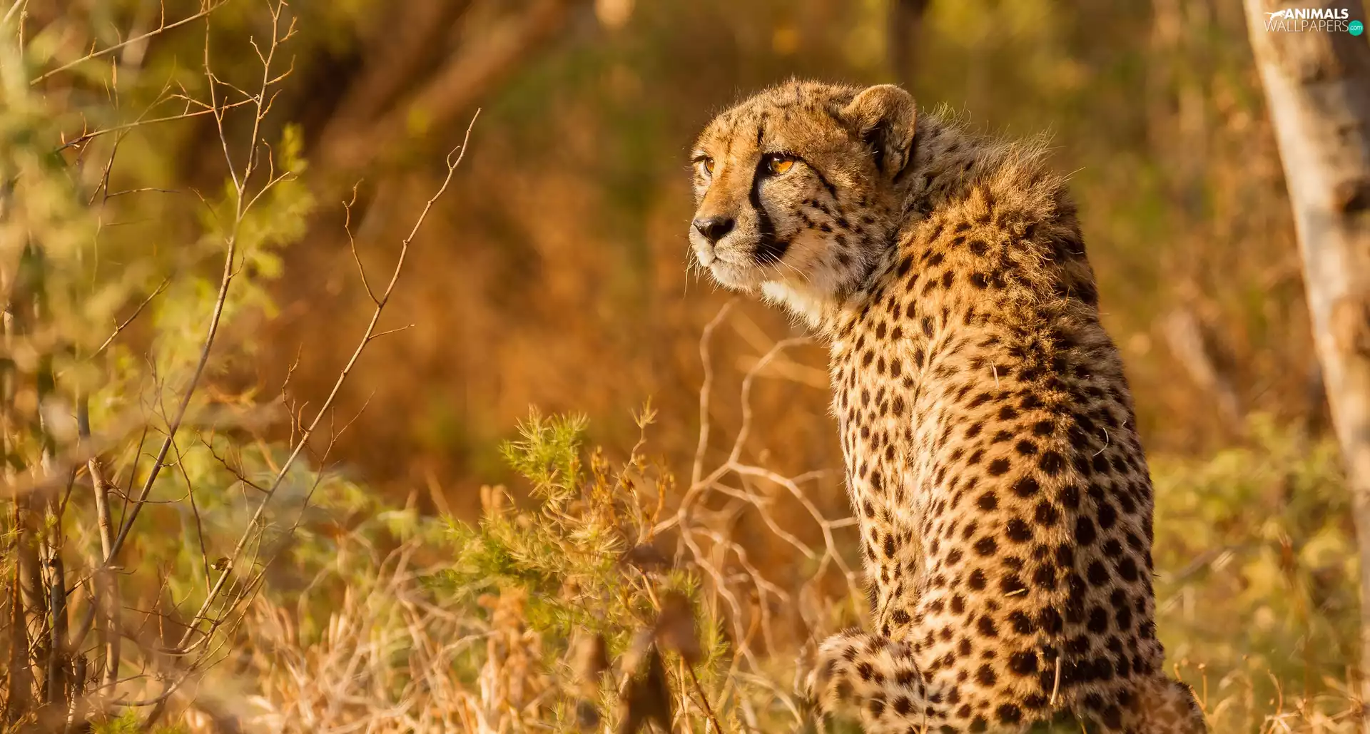 Cheetah, wild, cat
