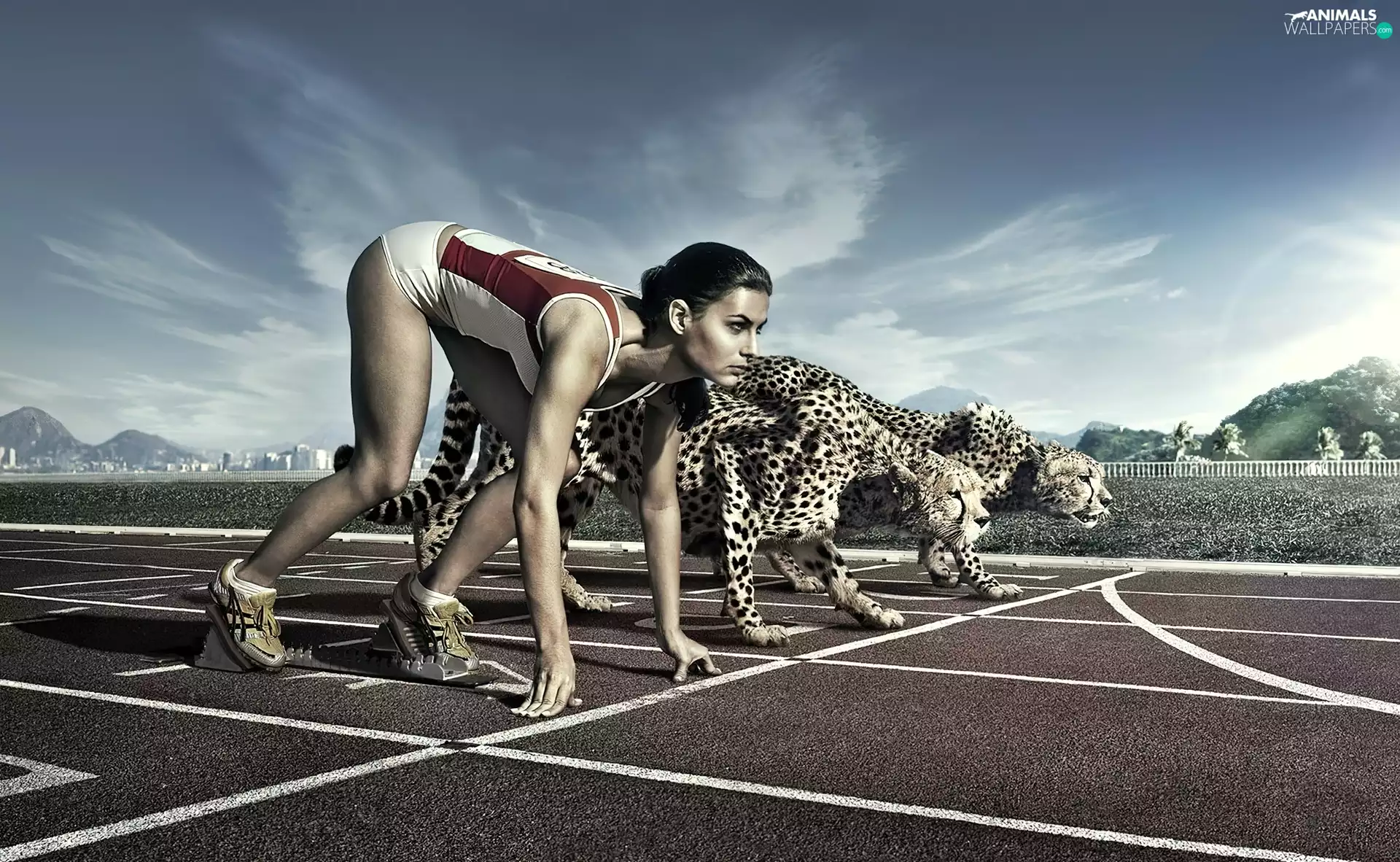track, Cheetah, contest, Women, Sport