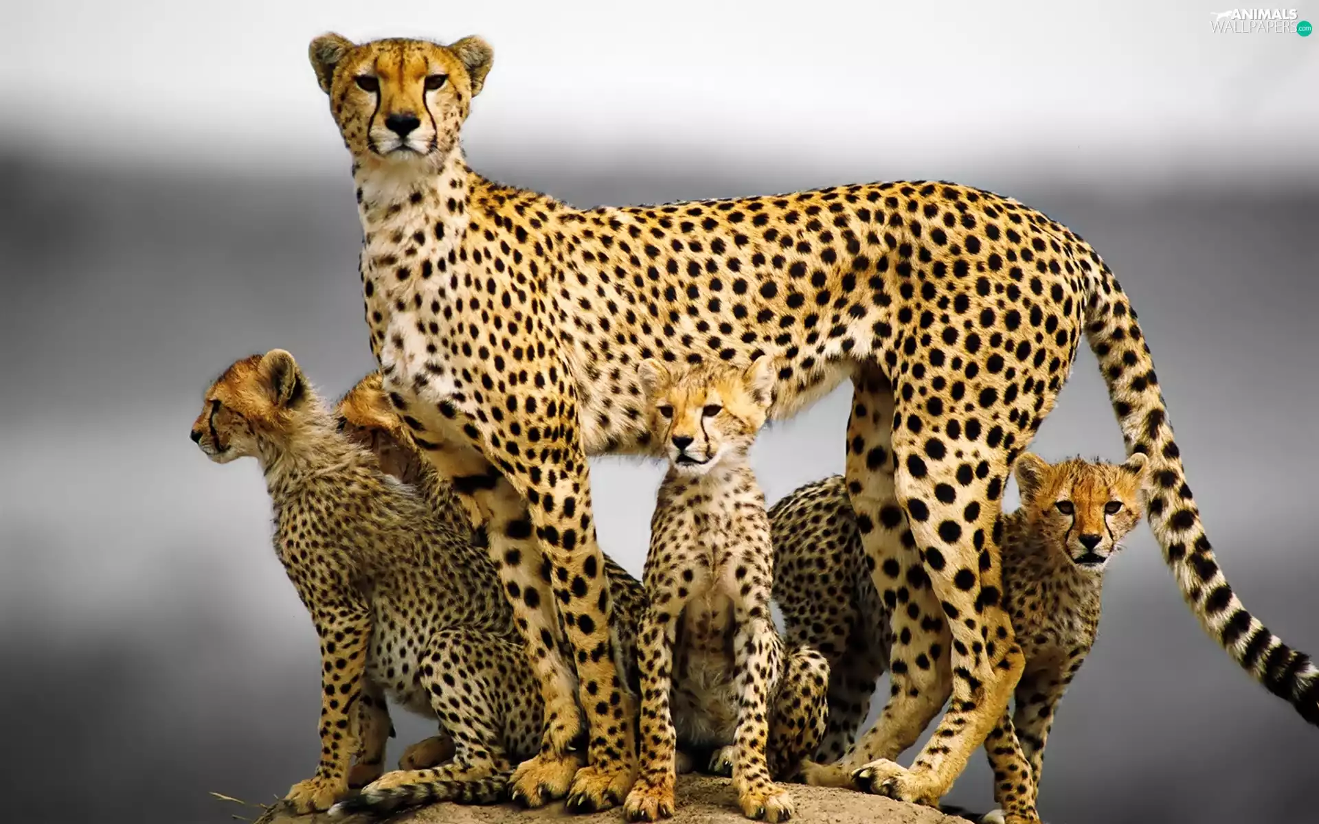 Cheetah, Family