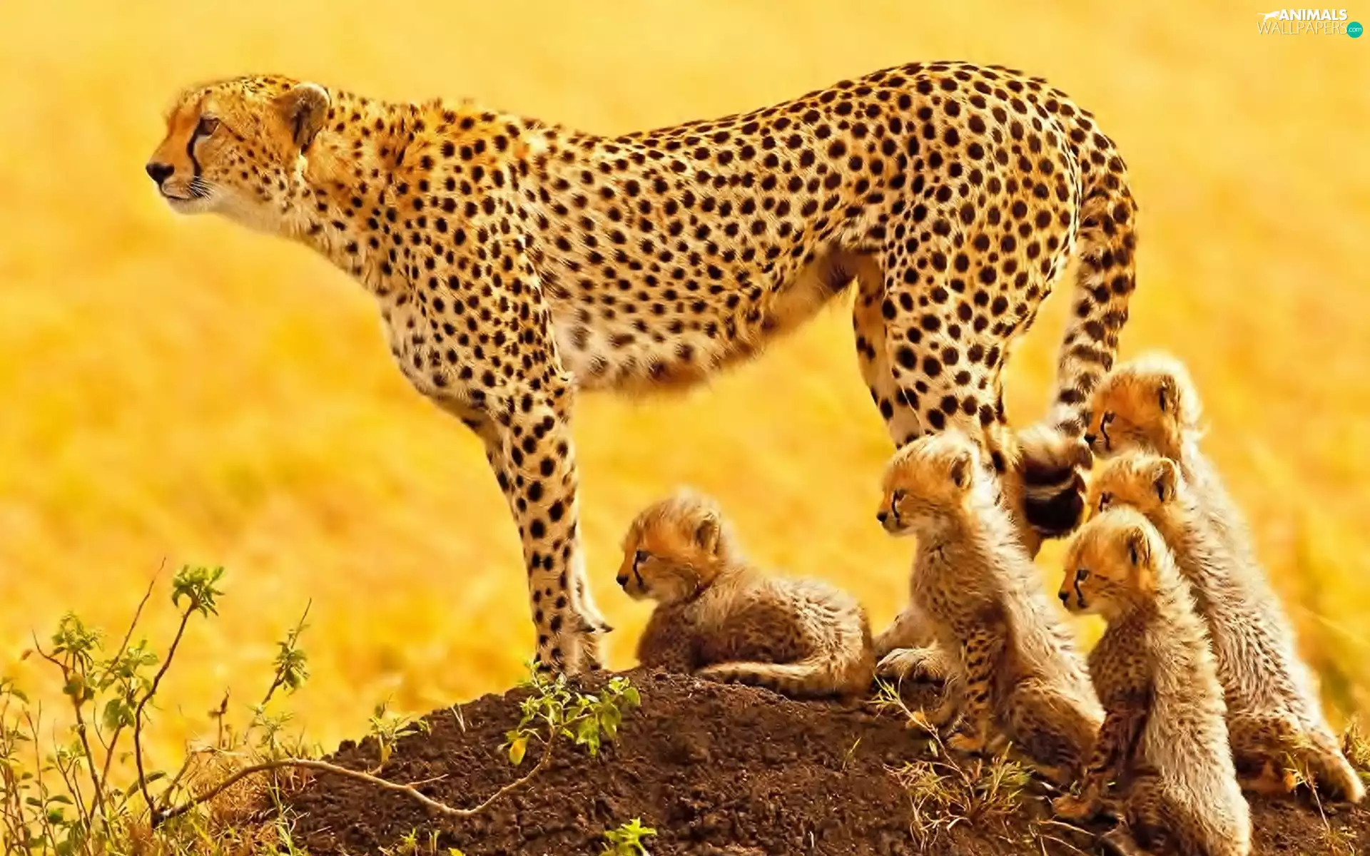 Cheetah, Family