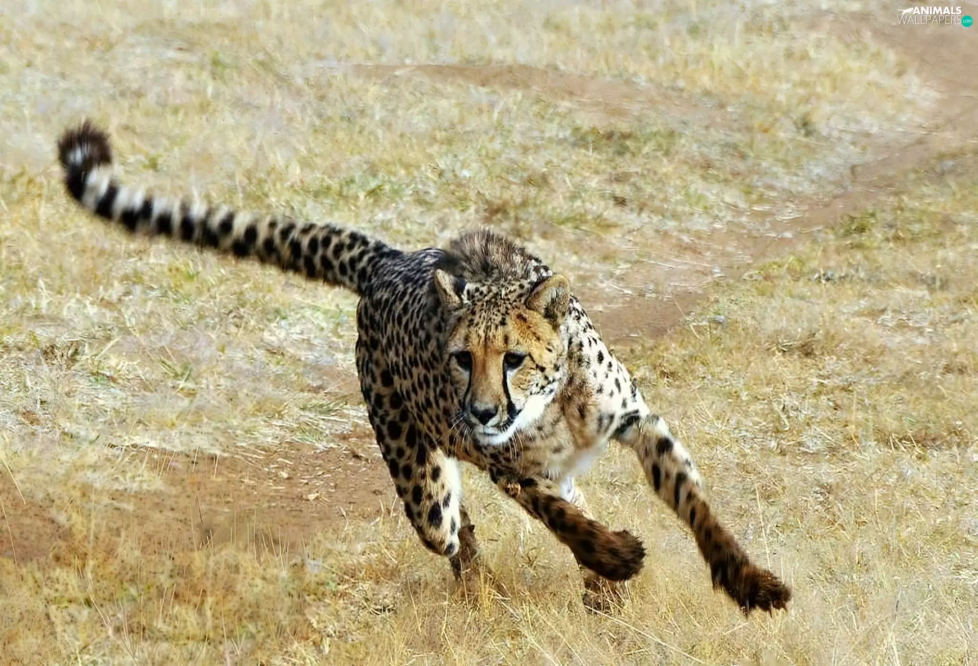 Cheetah, gear