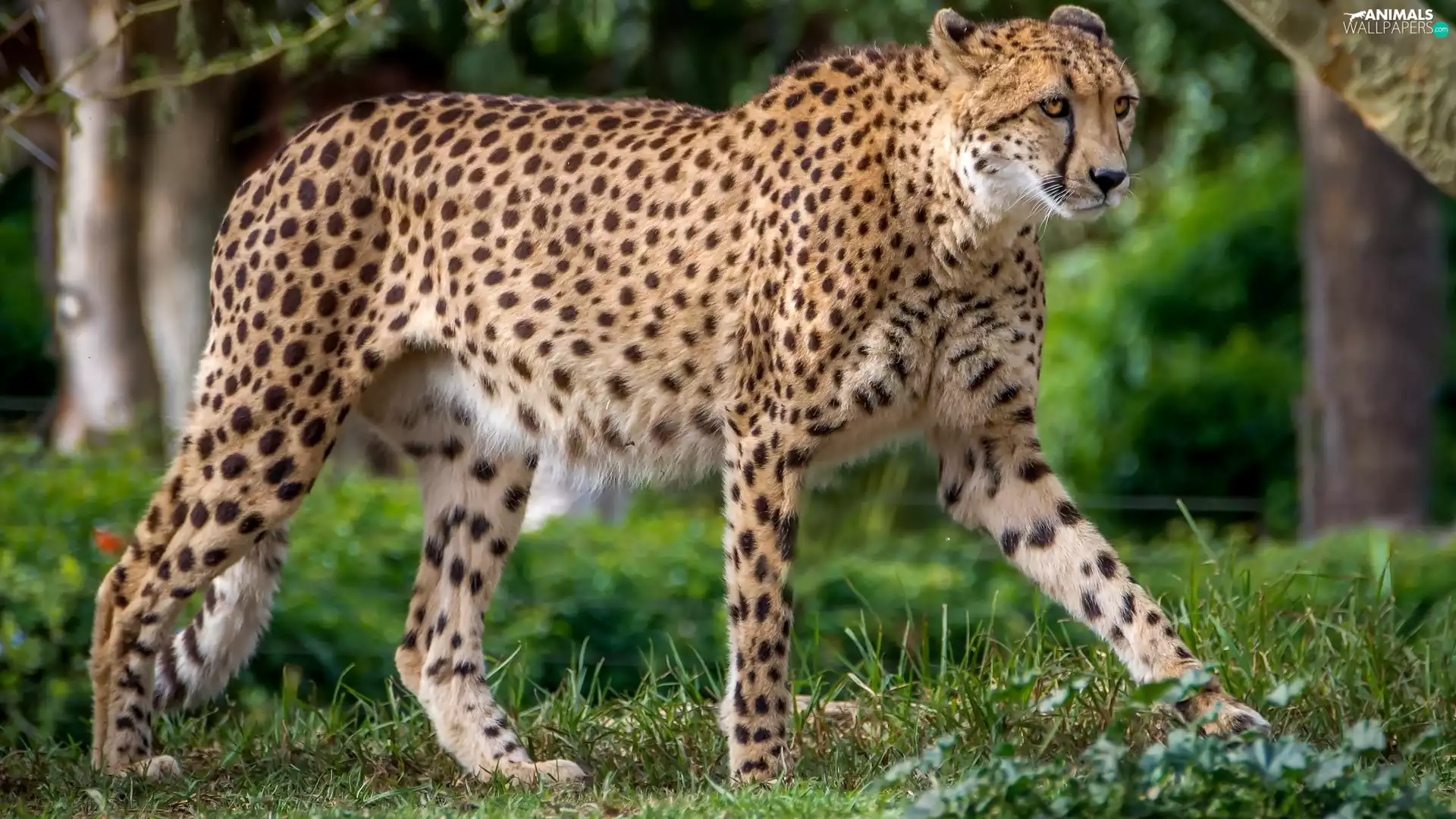 Cheetah, grass