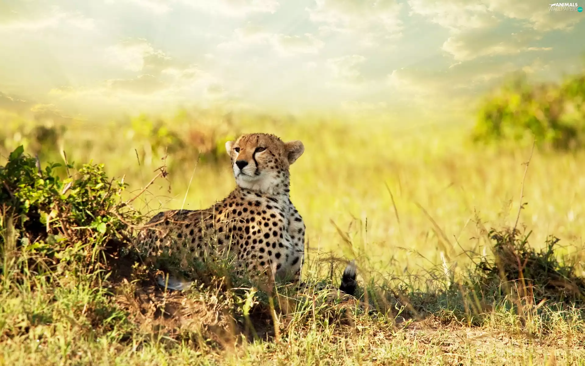 Cheetah, grass