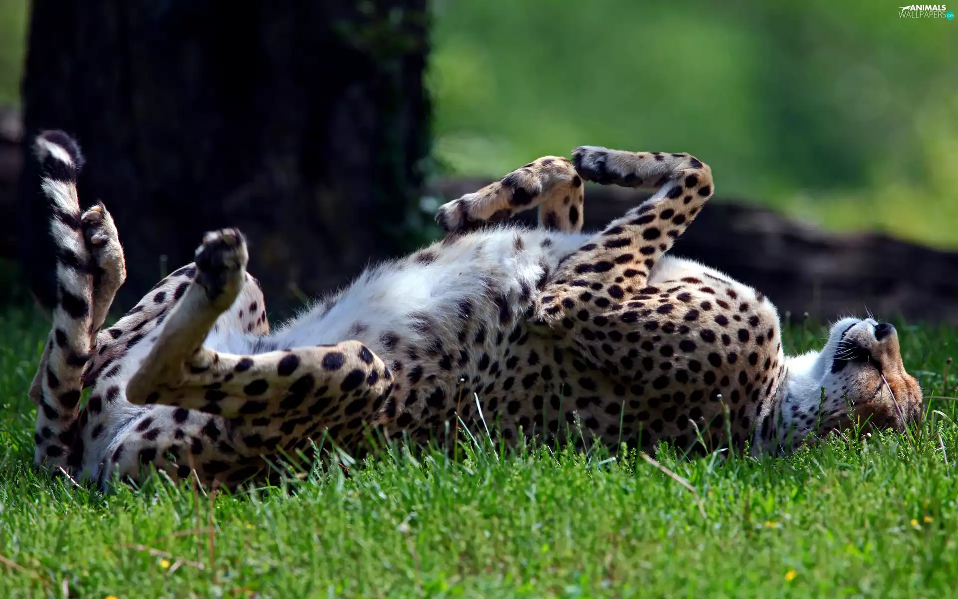 Cheetah, grass