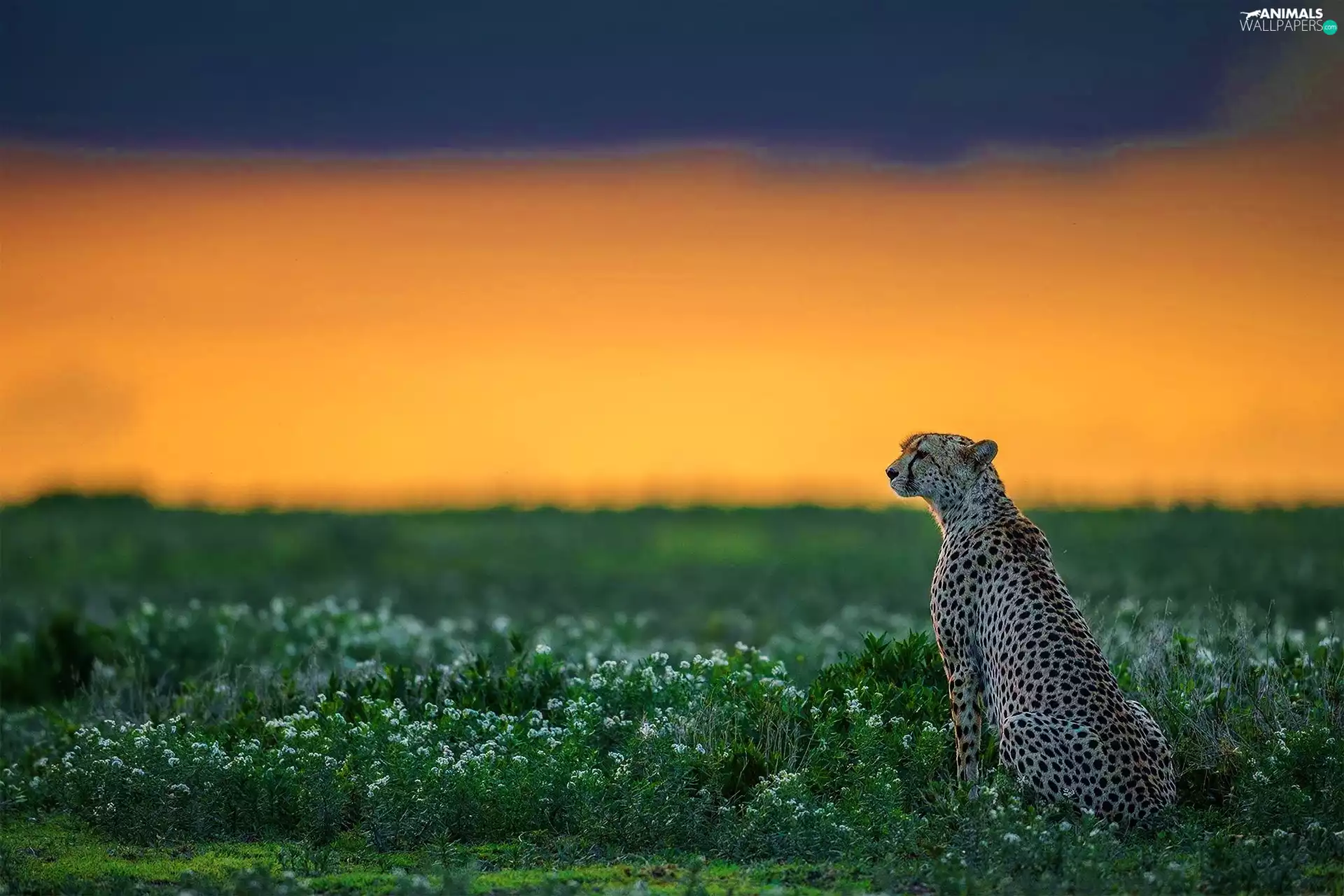 Cheetah, grass