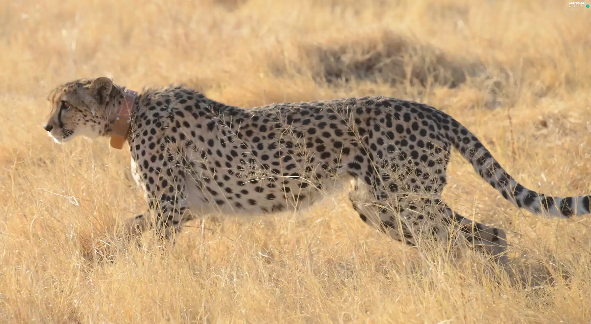 Cheetah, grass