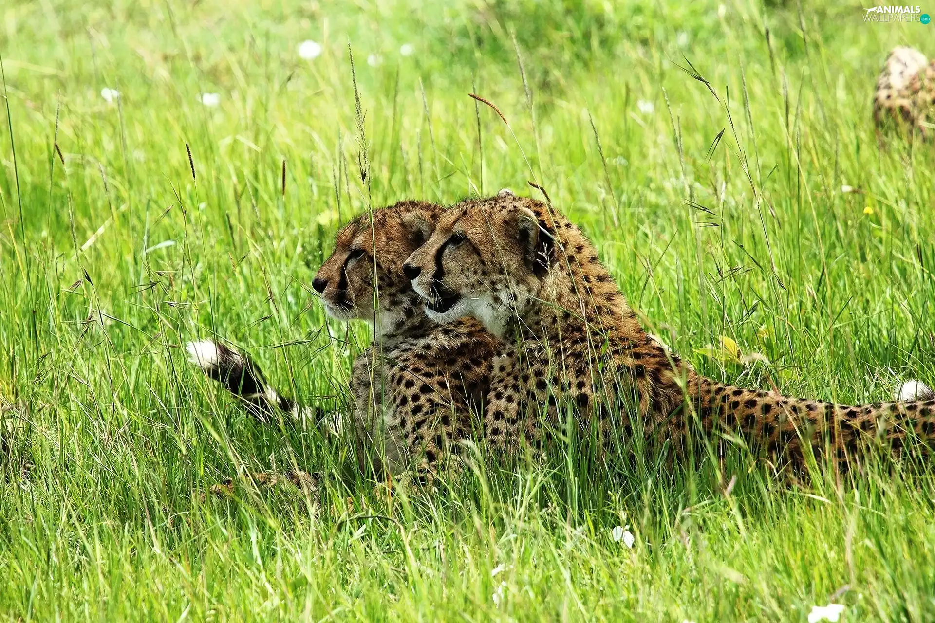 Cheetah, grass