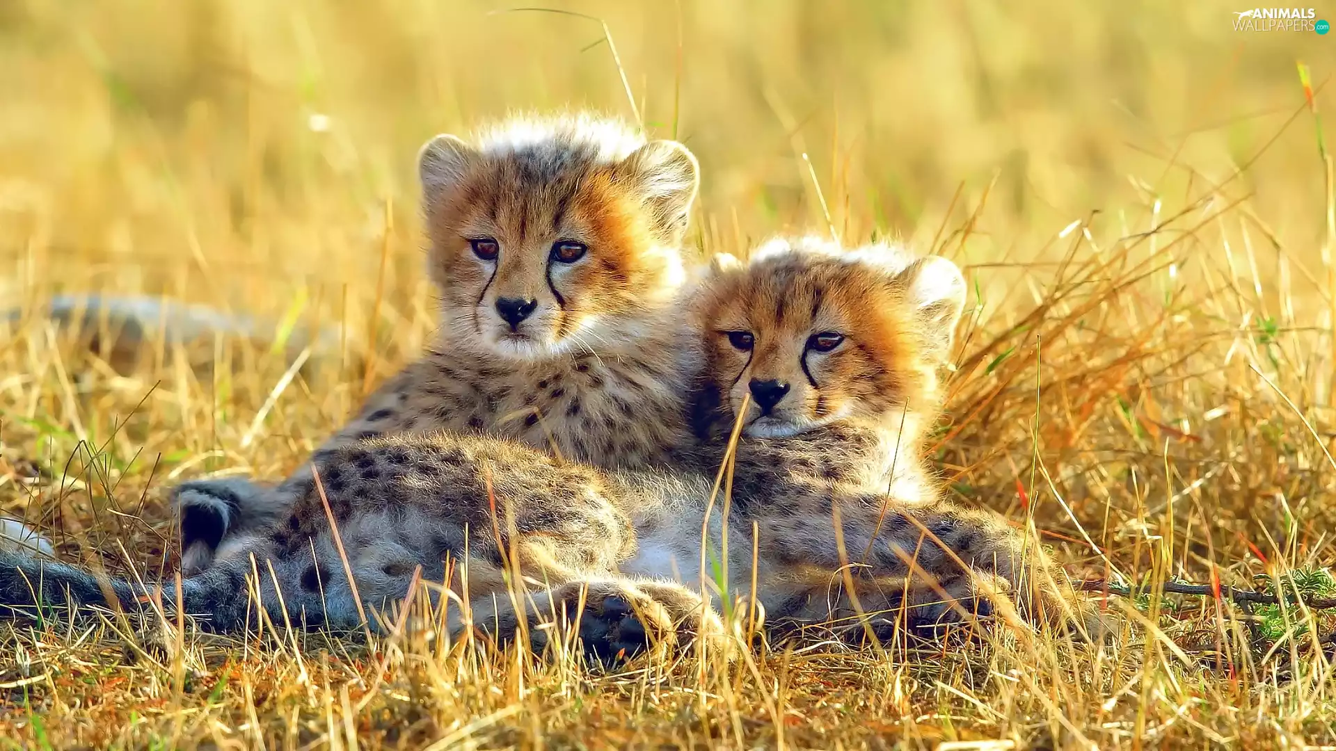 grass, little doggies, Cheetah