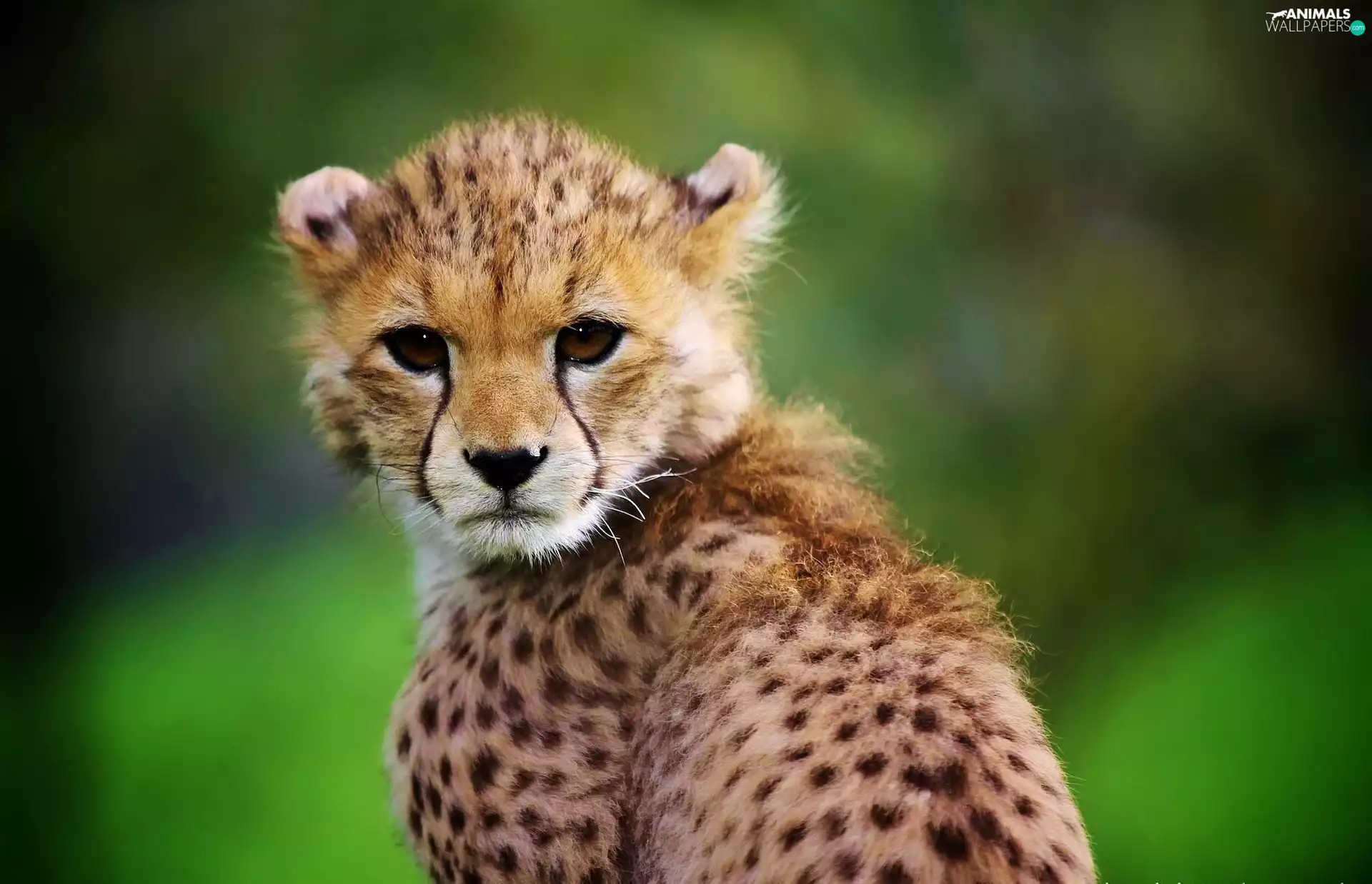 Cheetah, Head
