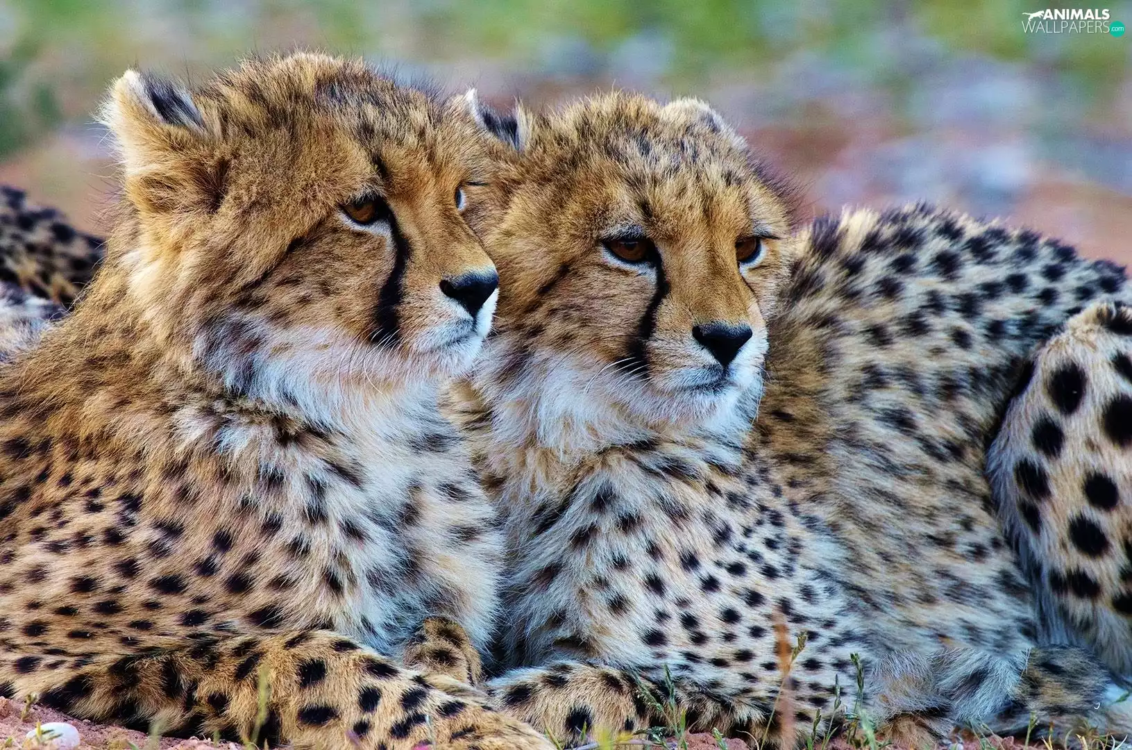 head, Two cars, Cheetah