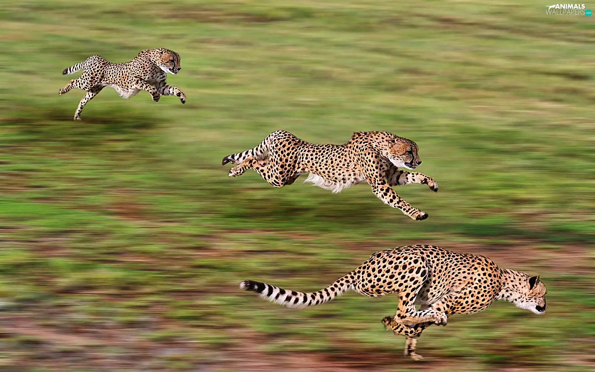 Cheetah, hunting
