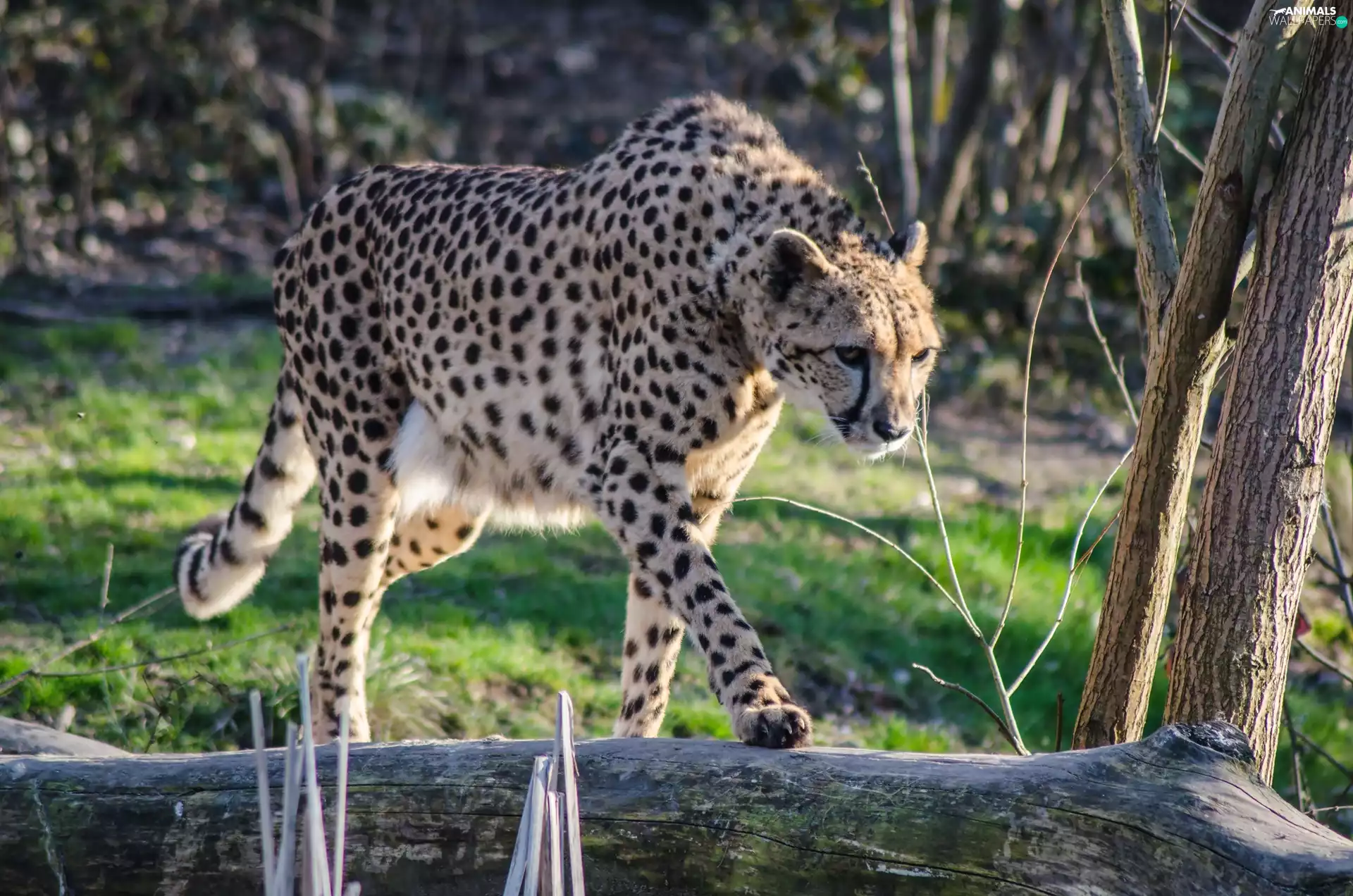 Cheetah, log