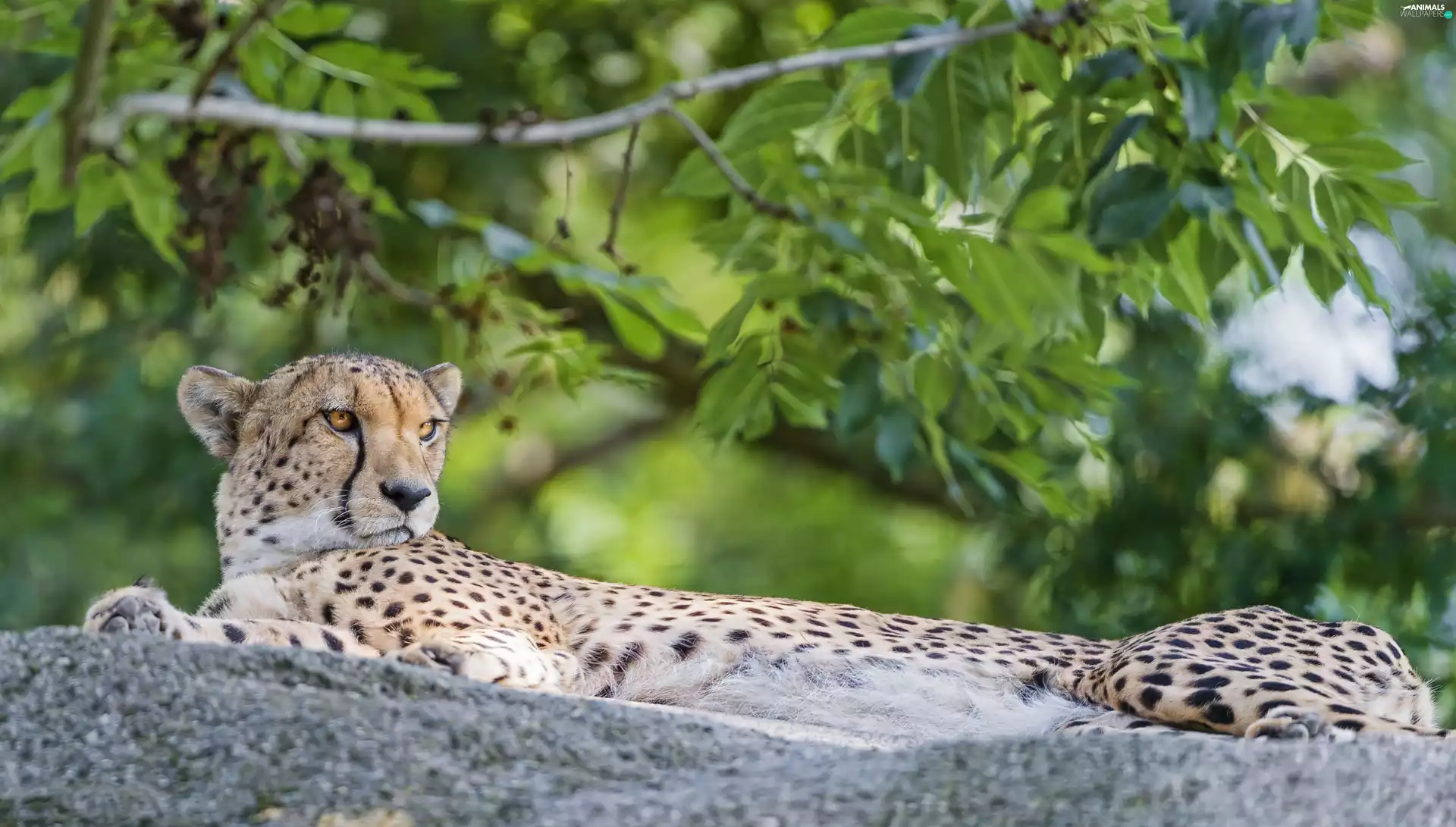 lying, Rocks, Plants, Cheetah