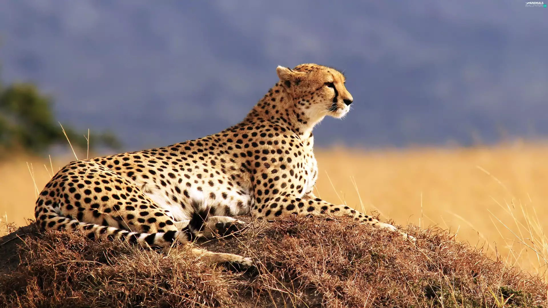 Cheetah, nature
