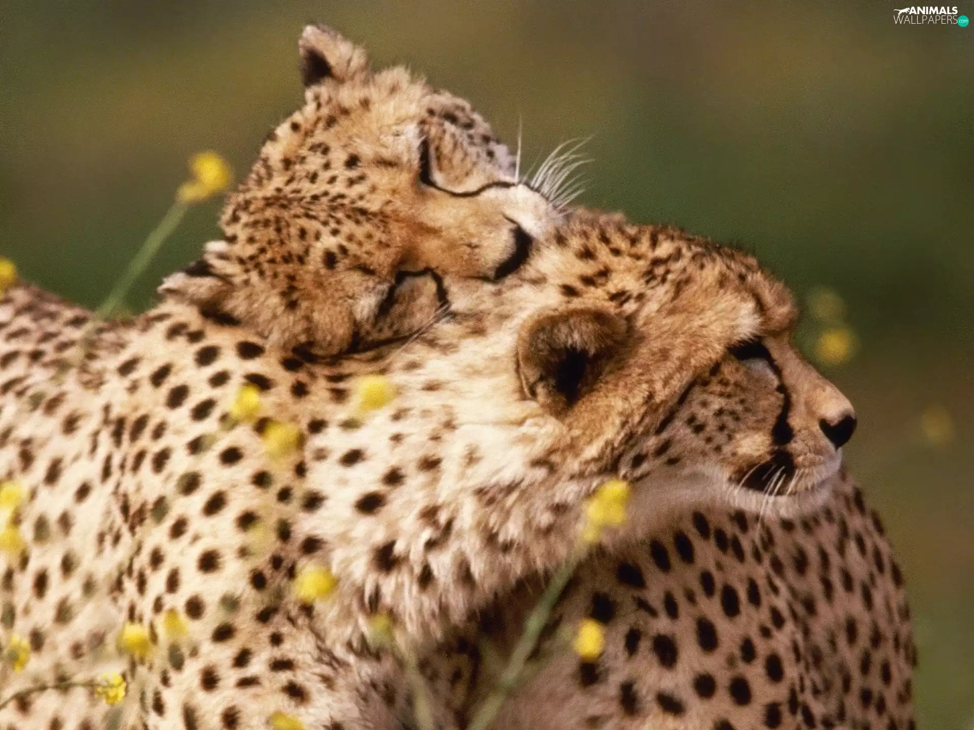 Cheetah, necking