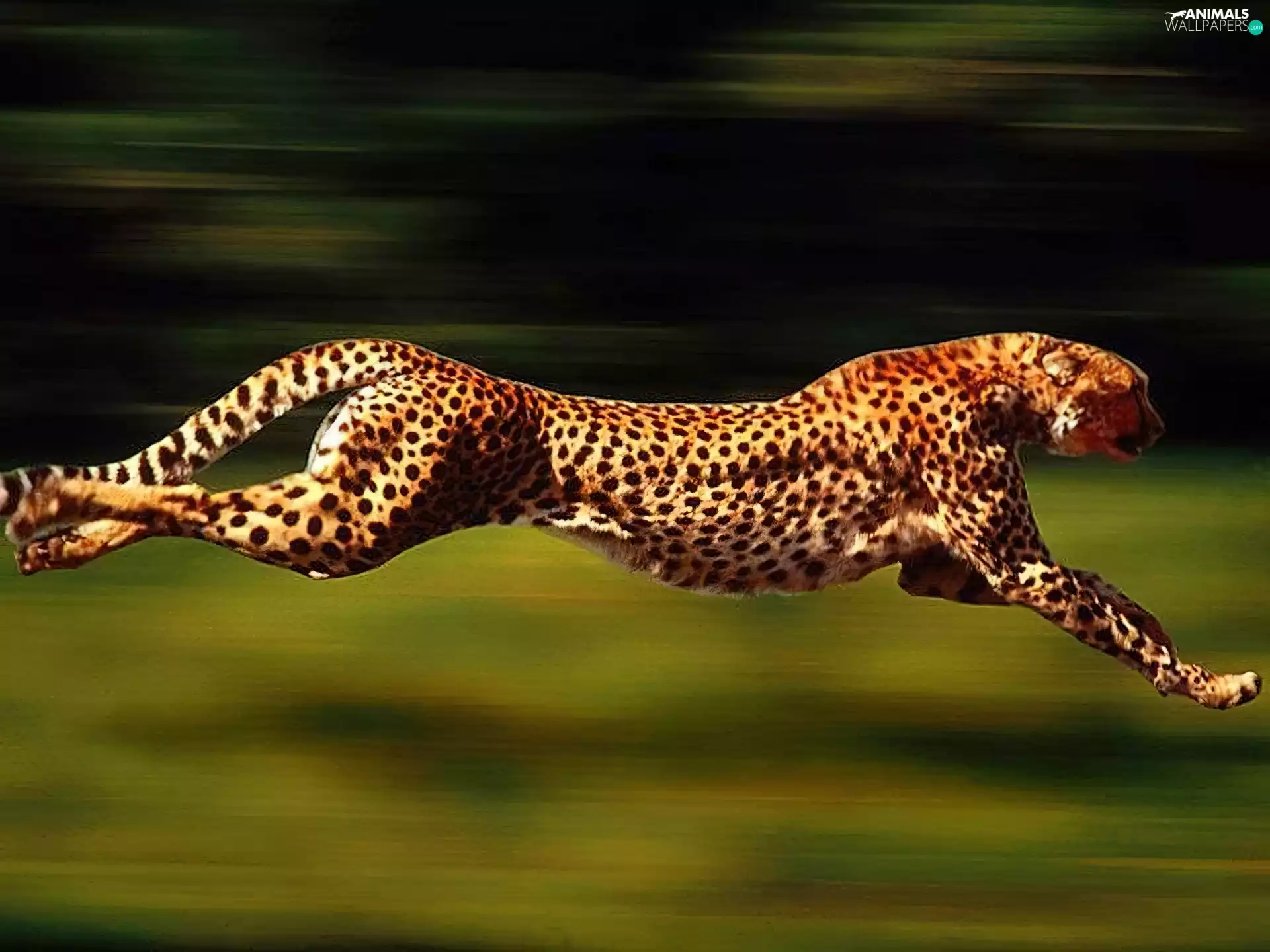 Cheetah, spots