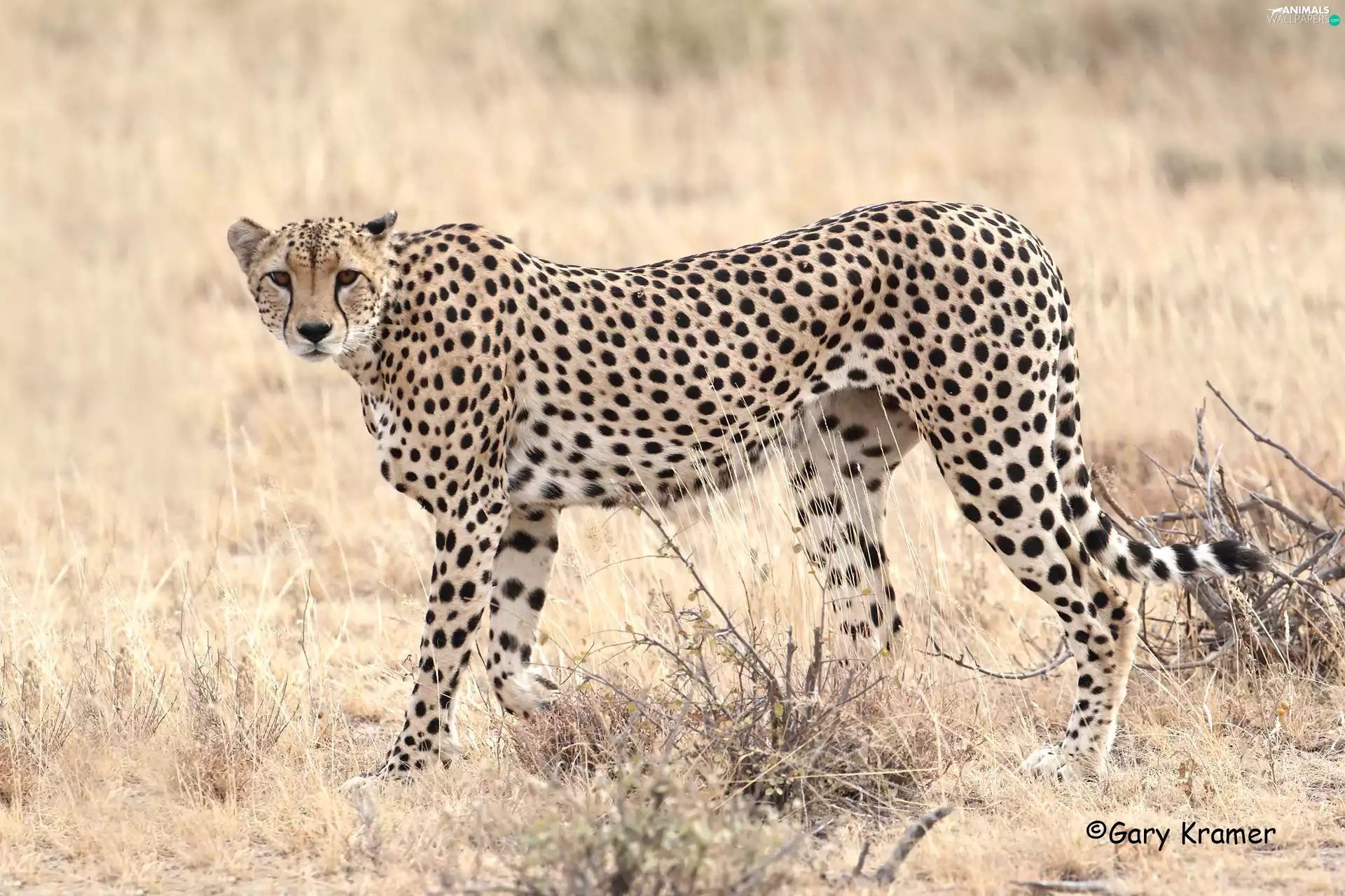 standing, dry, grass, Cheetah