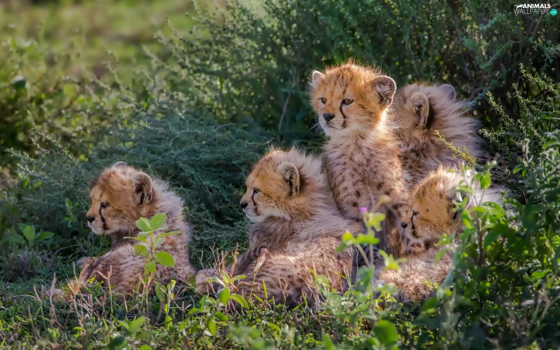 young, Bush, grass, Cheetah