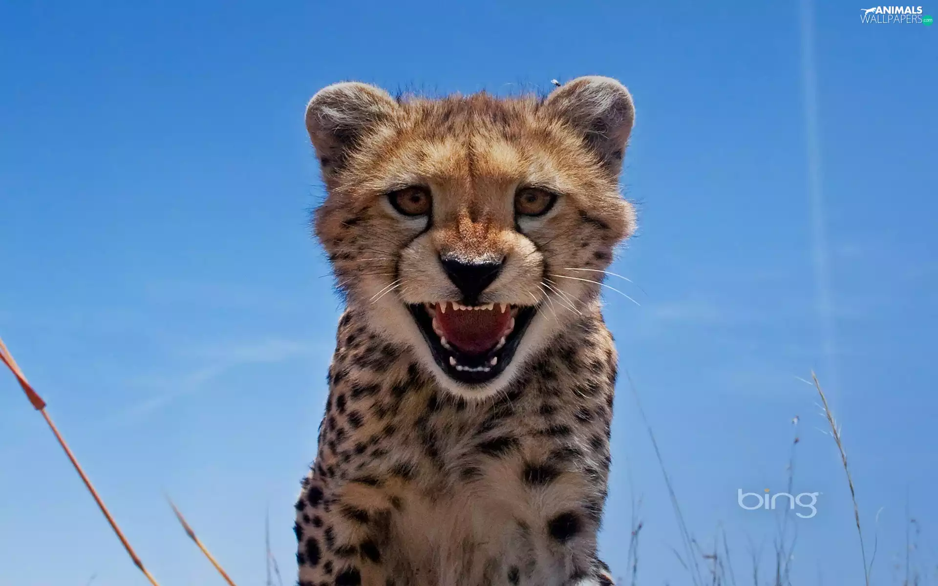 Cheetah