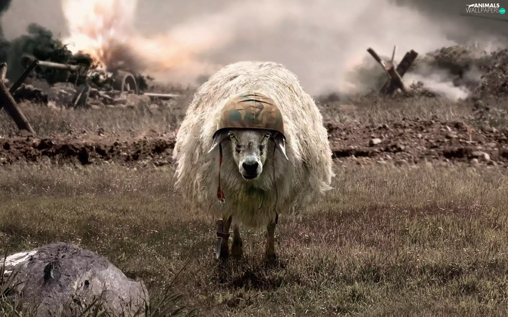 Chelm, war, sheep