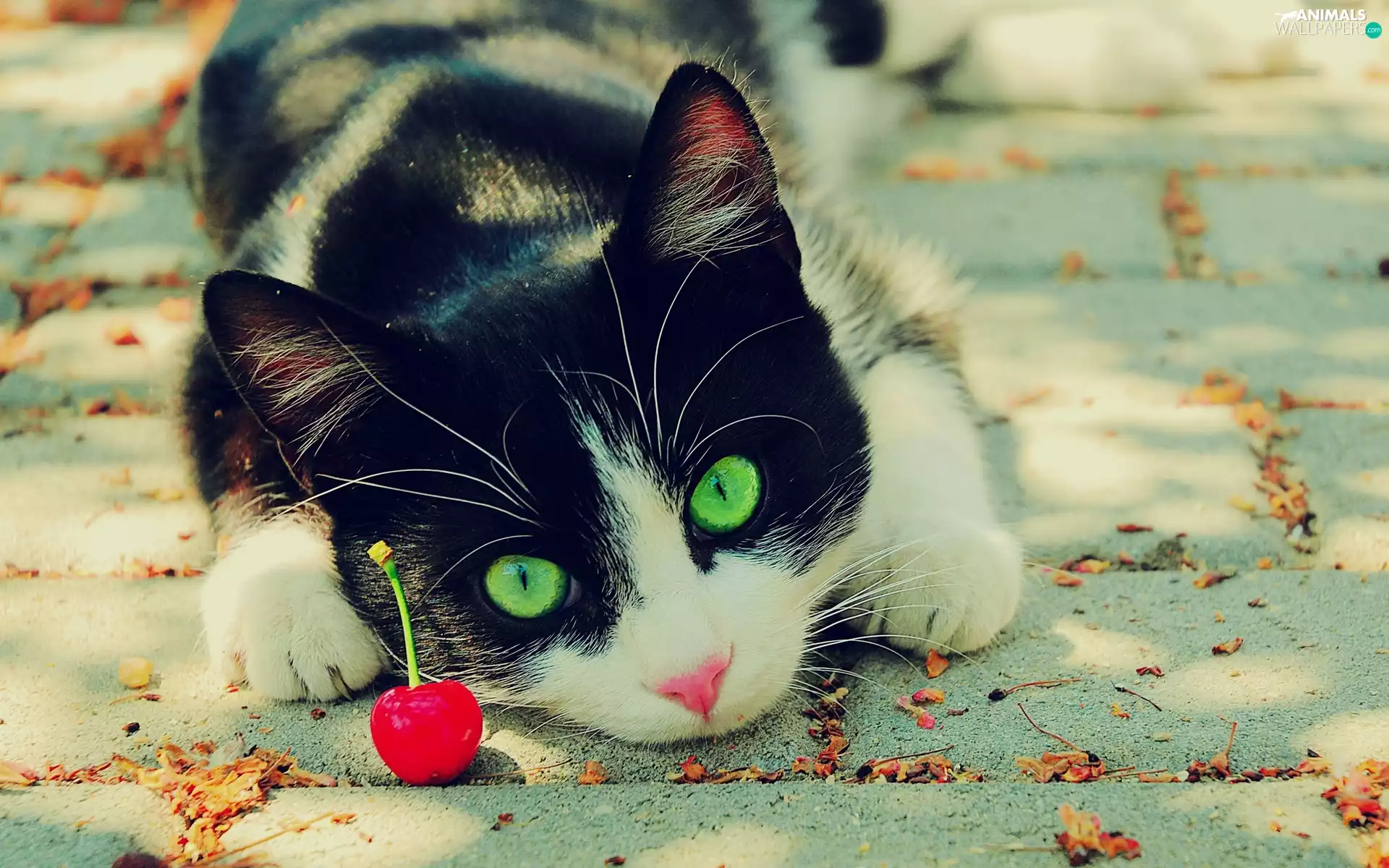 cherry, kitty, Eyes