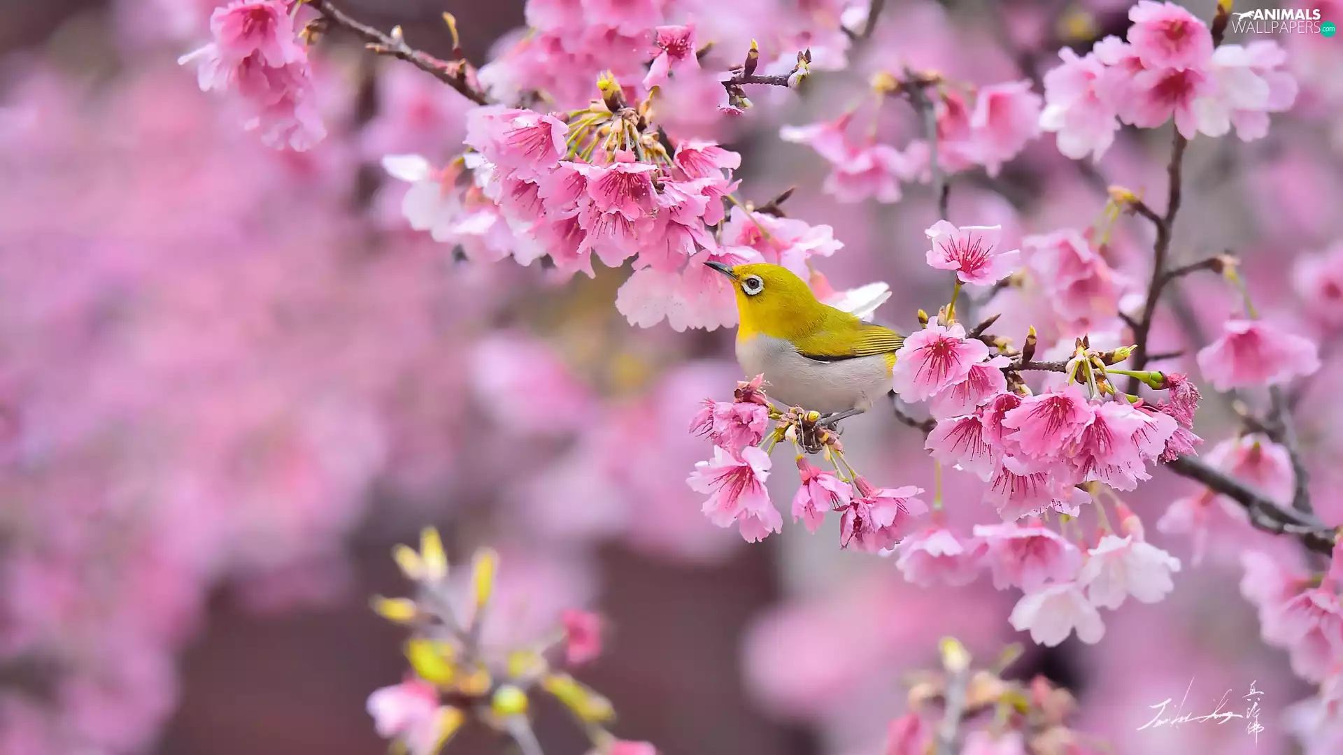 Flowers, Zosterops, Fruit Tree, Pink, Bird, Twigs, cherry